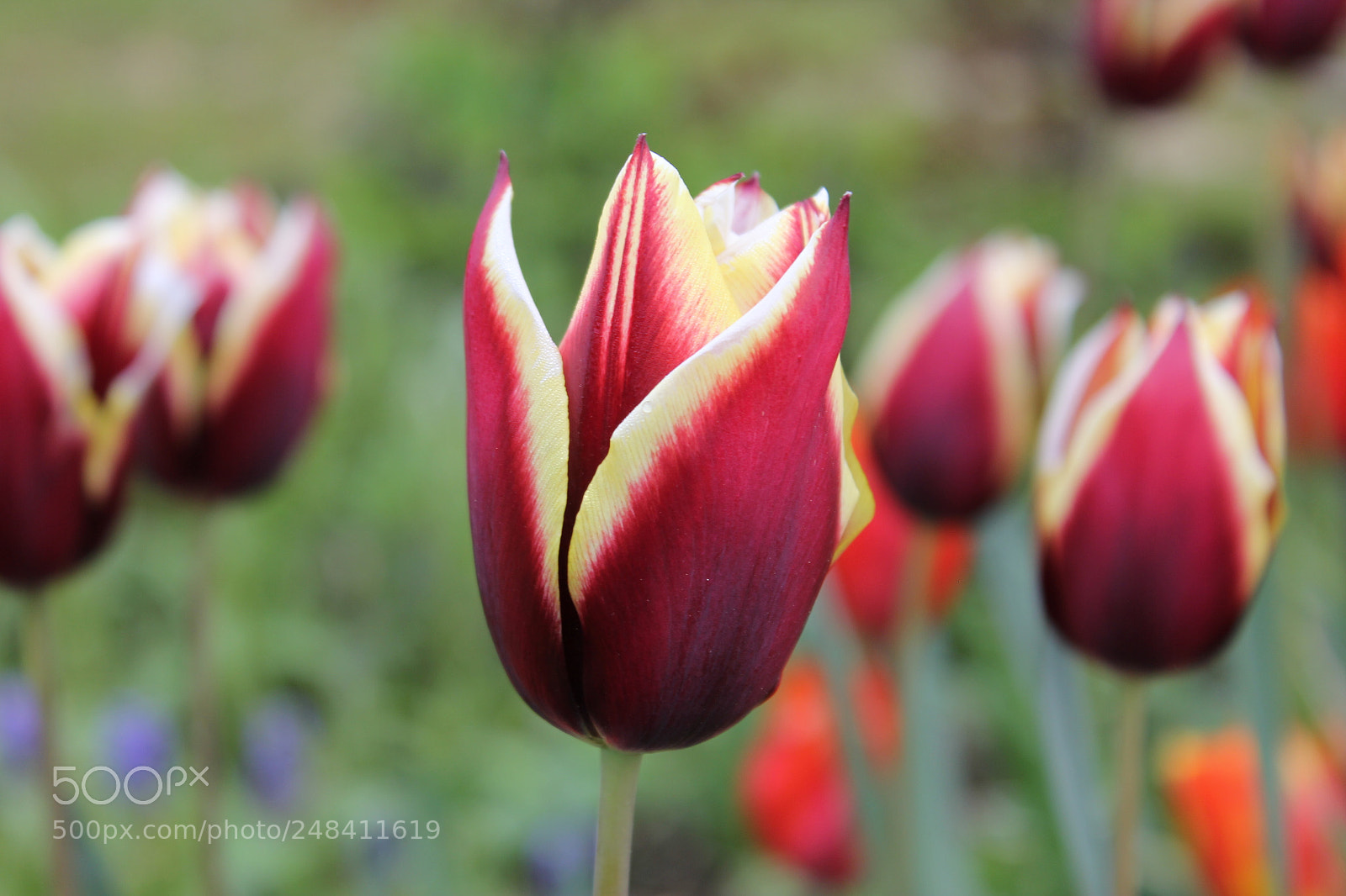 Canon EOS 550D (EOS Rebel T2i / EOS Kiss X4) sample photo. Tulips edward's gardens, toronto photography