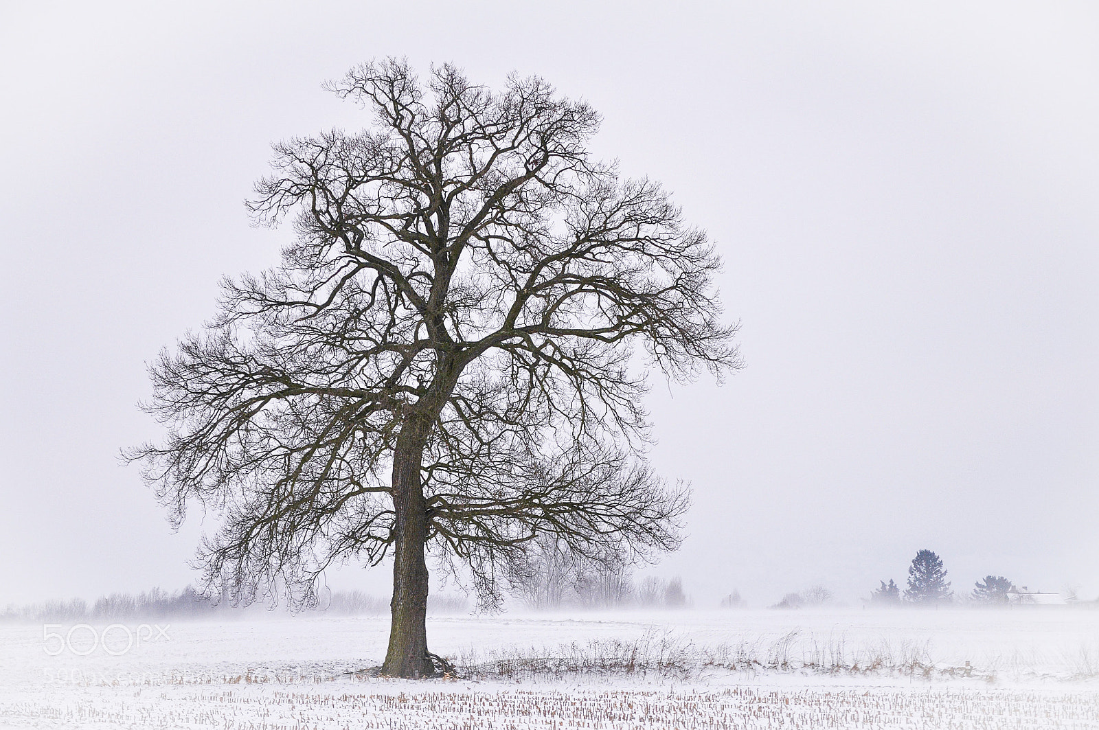 Nikon D5000 sample photo. Janvier photography