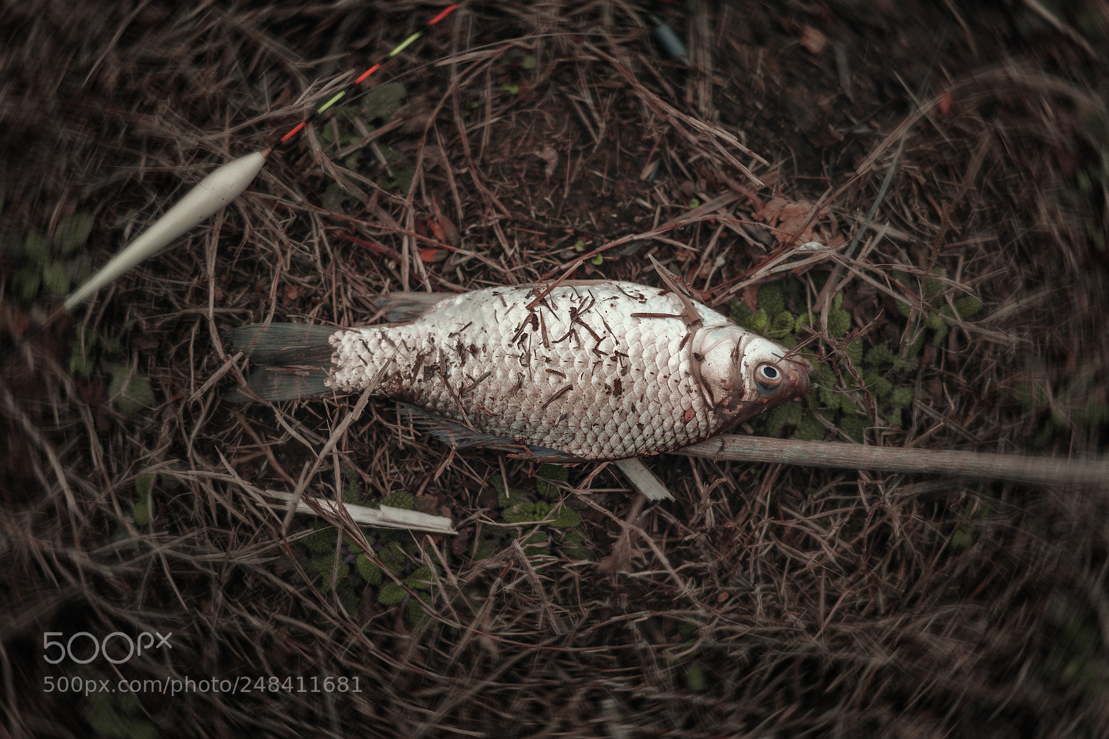 Sony a7R II sample photo. Dsc photography
