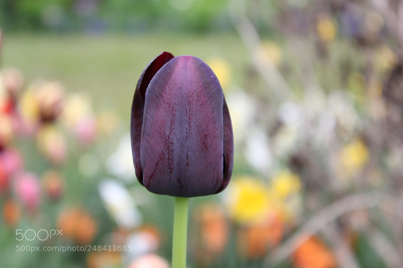Canon EF-S 18-55mm F3.5-5.6 IS sample photo. Tulips edward's gardens, toronto photography