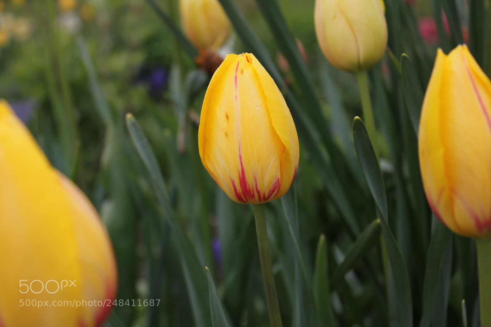 Canon EF-S 18-55mm F3.5-5.6 IS sample photo. Tulips edward's gardens, toronto photography
