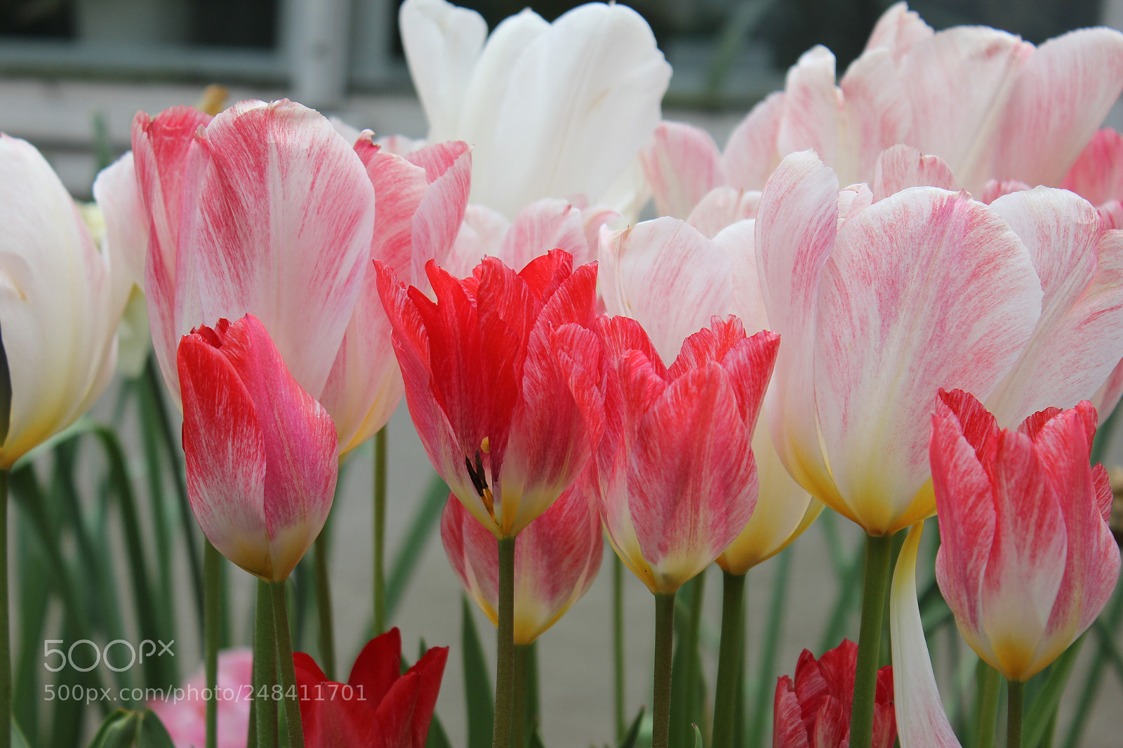 Canon EF-S 18-55mm F3.5-5.6 IS sample photo. Tulips edward's gardens, toronto photography