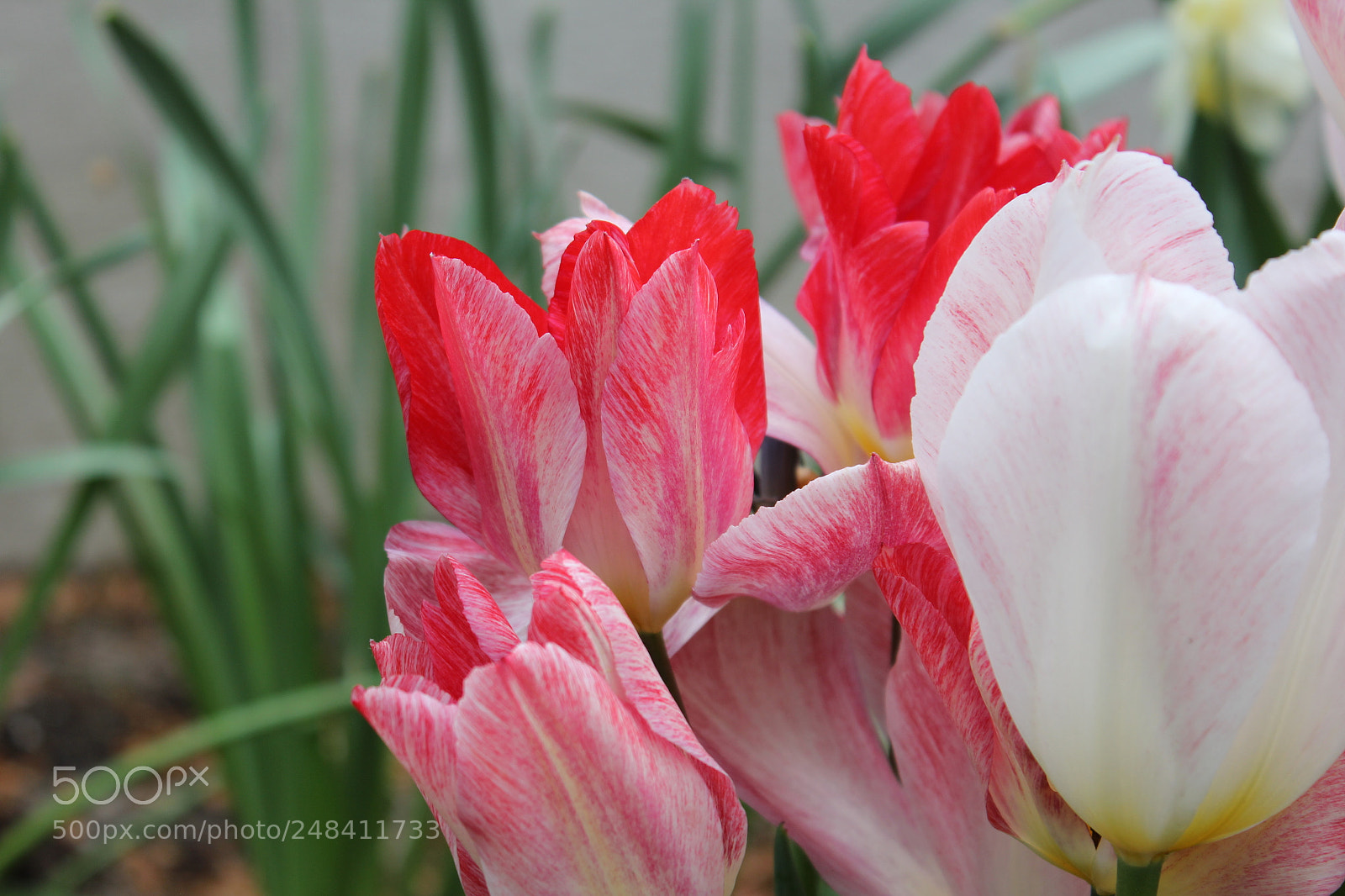 Canon EF-S 18-55mm F3.5-5.6 IS sample photo. Tulips edward's gardens, toronto photography