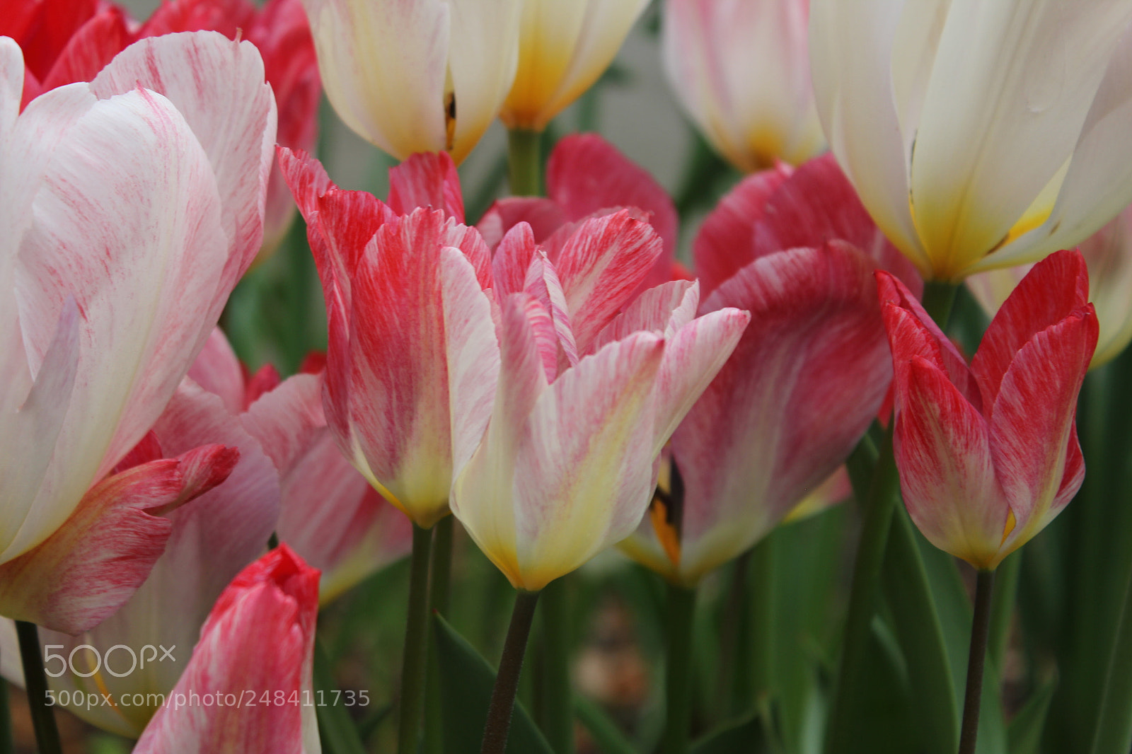 Canon EF-S 18-55mm F3.5-5.6 IS sample photo. Tulips edward's gardens, toronto photography