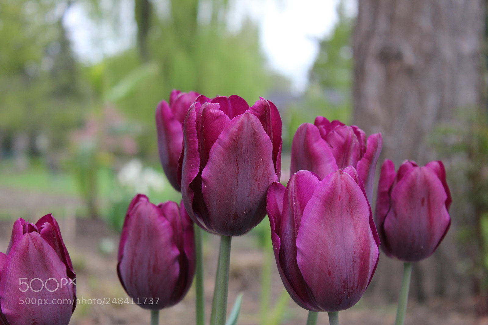 Canon EF-S 18-55mm F3.5-5.6 IS sample photo. Tulips edward's gardens, toronto photography
