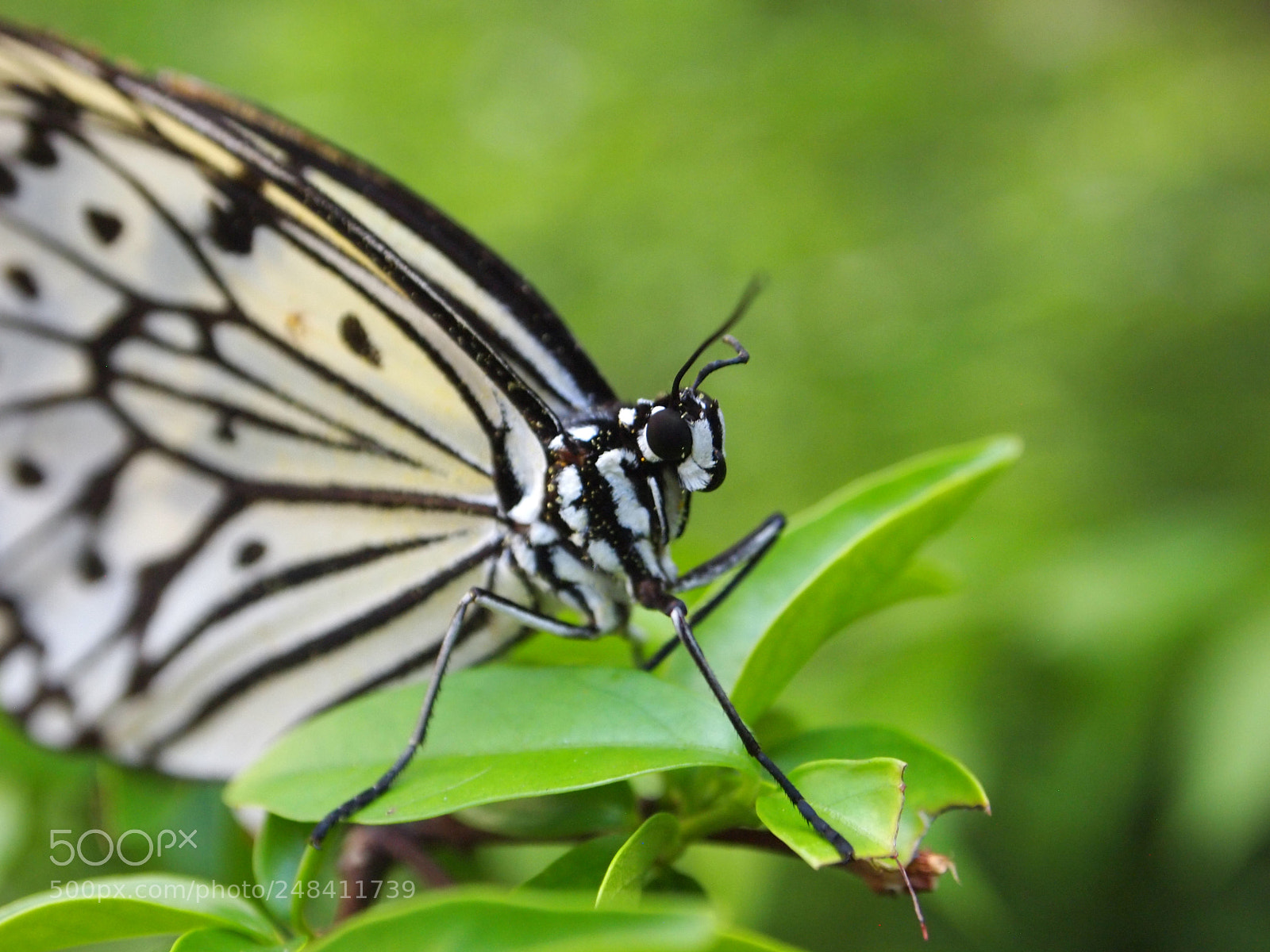 Olympus PEN E-PL1 sample photo. Natures photos photography