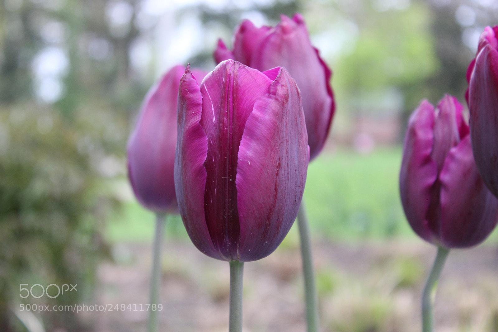 Canon EF-S 18-55mm F3.5-5.6 IS sample photo. Tulips edward's gardens, toronto photography