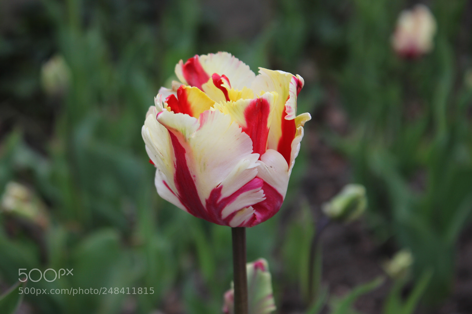 Canon EF-S 18-55mm F3.5-5.6 IS sample photo. Tulips edward's gardens, toronto photography