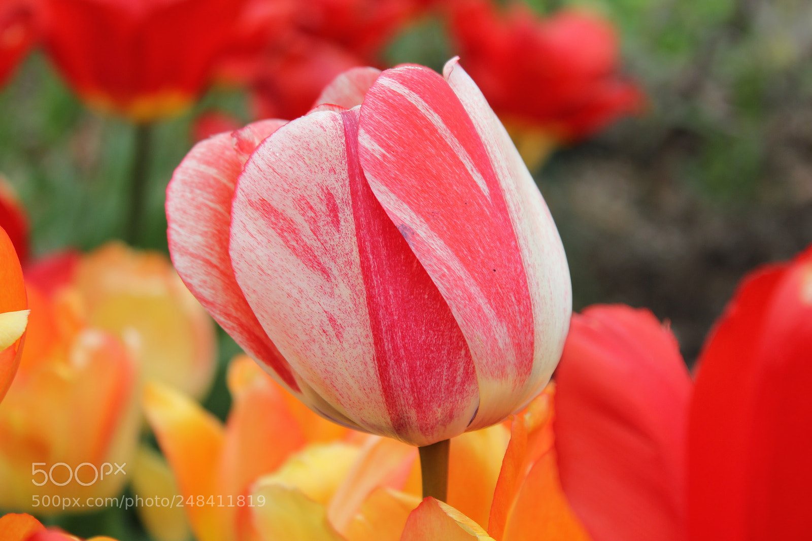 Canon EF-S 18-55mm F3.5-5.6 IS sample photo. Tulips edward's gardens, toronto photography