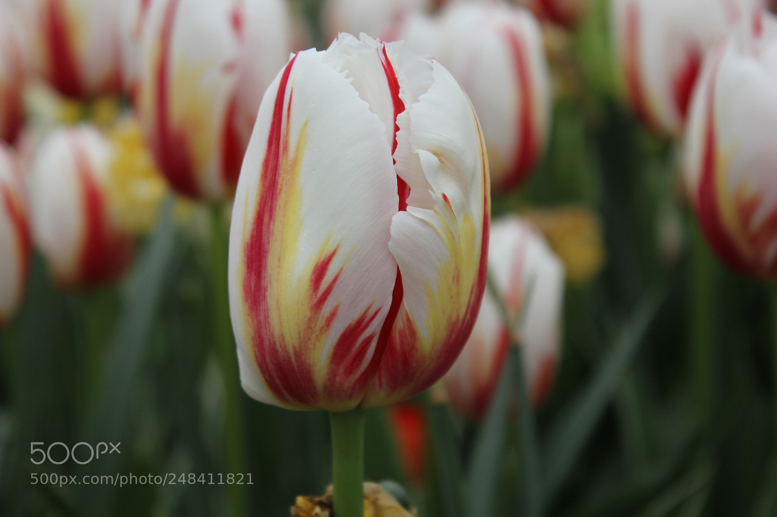Canon EF-S 18-55mm F3.5-5.6 IS sample photo. Tulips edward's gardens, toronto photography