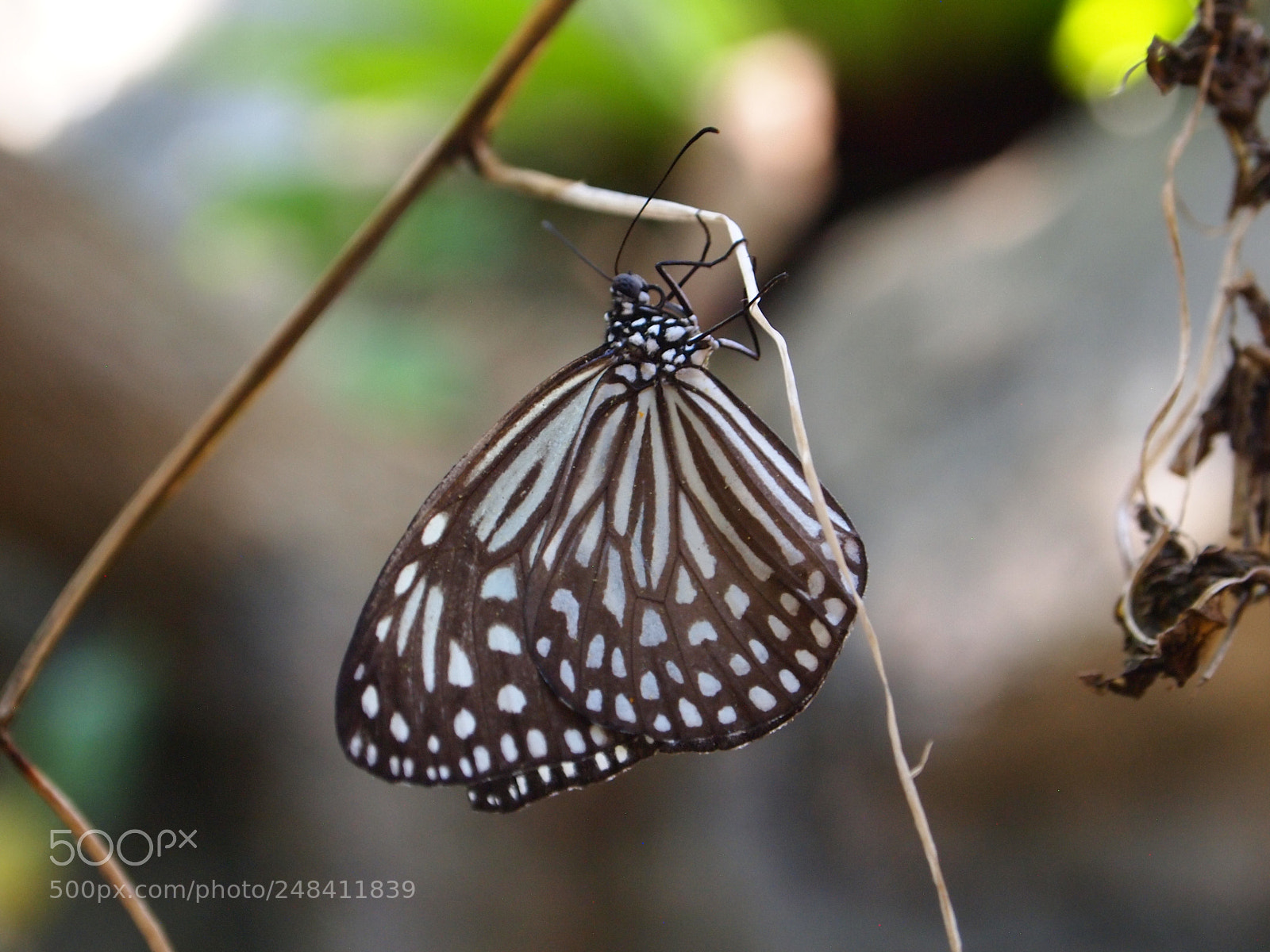 Olympus PEN E-PL1 sample photo. Natures photos photography