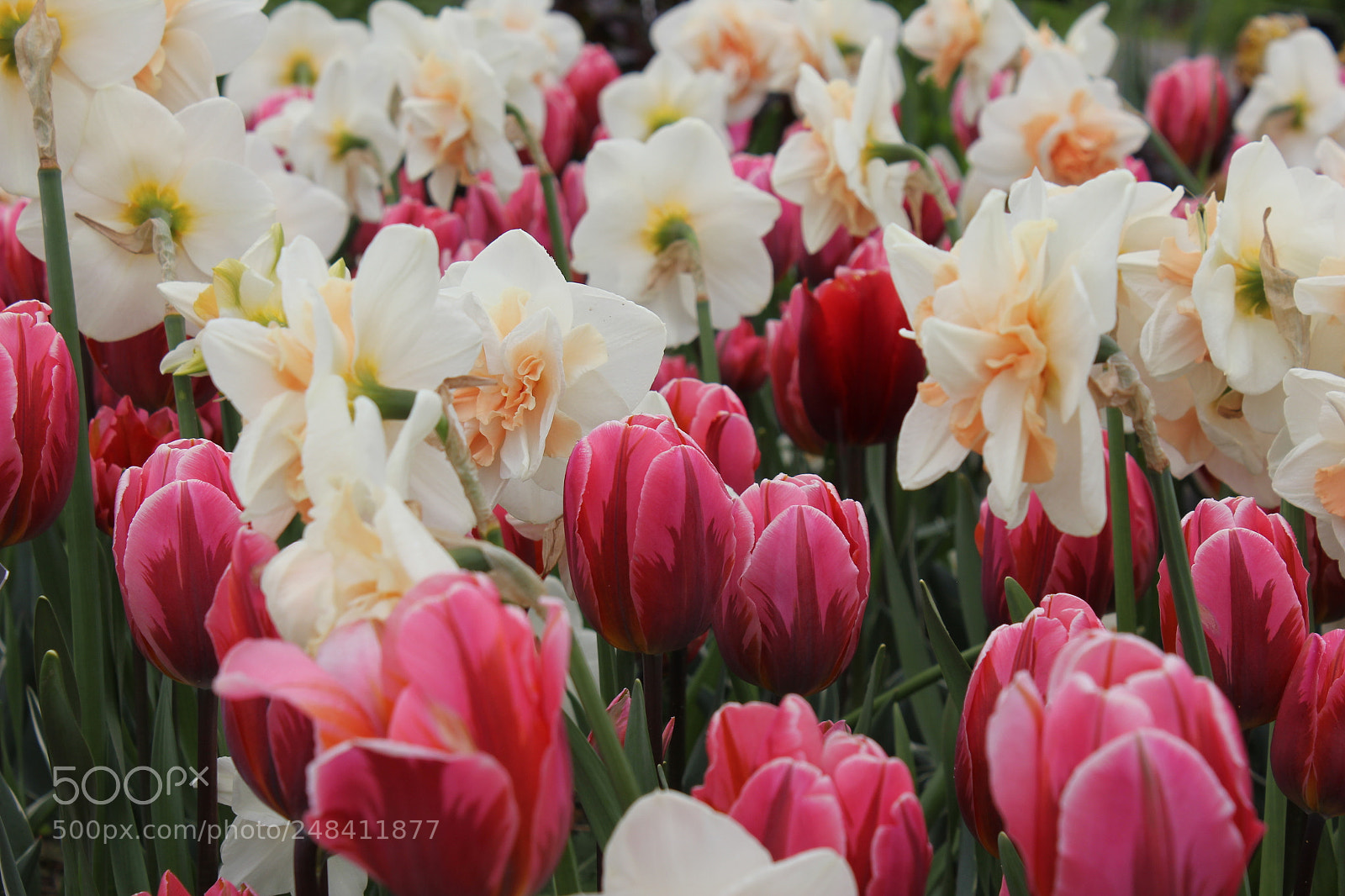 Canon EF-S 18-55mm F3.5-5.6 IS sample photo. Tulips edward's gardens, toronto photography