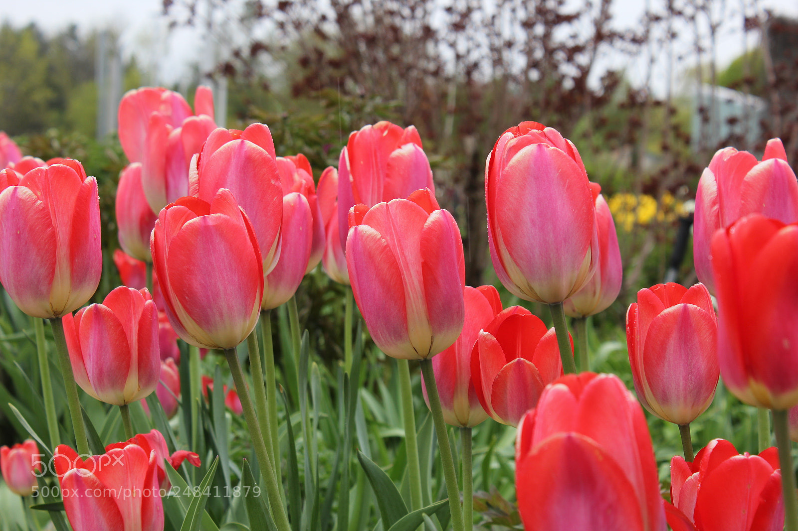 Canon EF-S 18-55mm F3.5-5.6 IS sample photo. Tulips edward's gardens, toronto photography