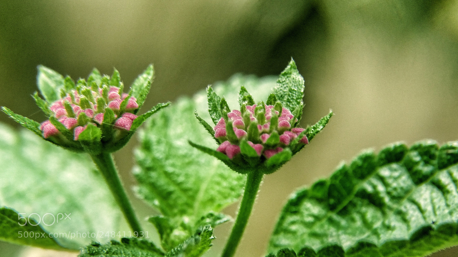 Sony Cyber-shot DSC-HX400V sample photo. Tiny little flowers photography