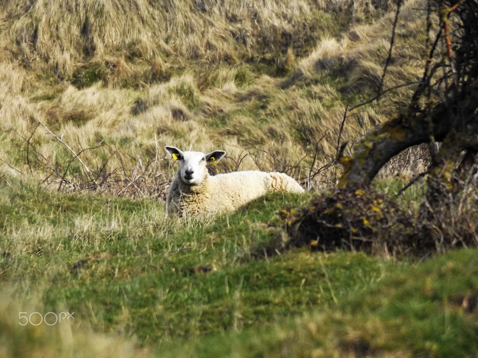 Fujifilm FinePix S8600 sample photo. Le mouton sur la dune photography