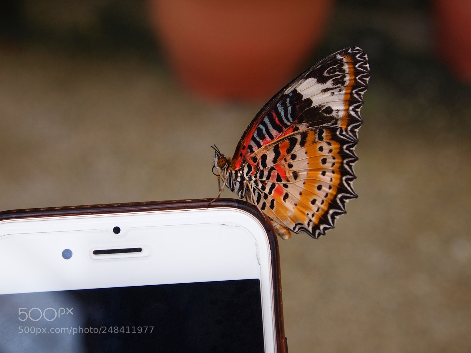 Olympus PEN E-PL1 sample photo. Natures photos photography