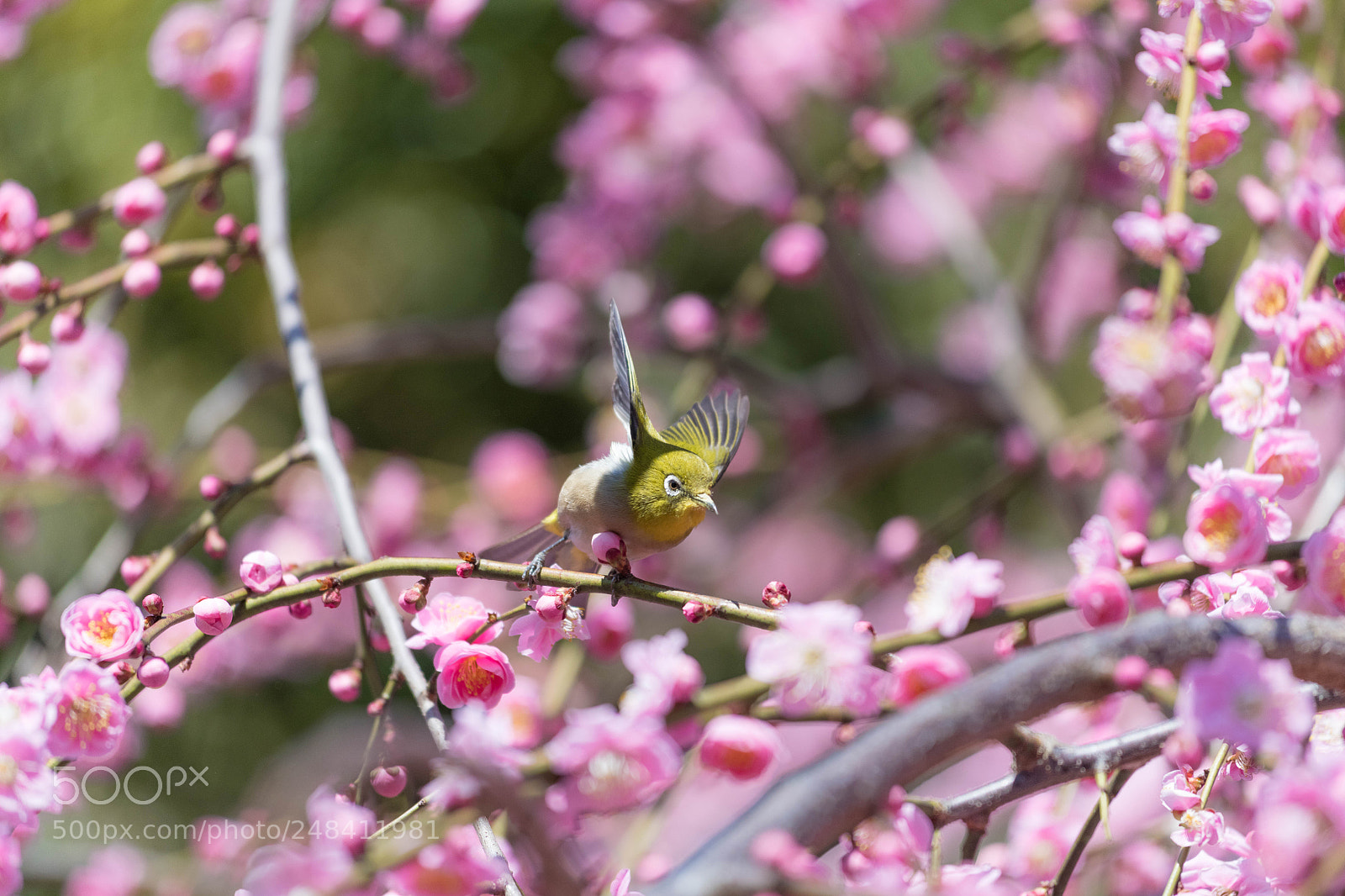 Nikon D850 sample photo. Ready to fly photography