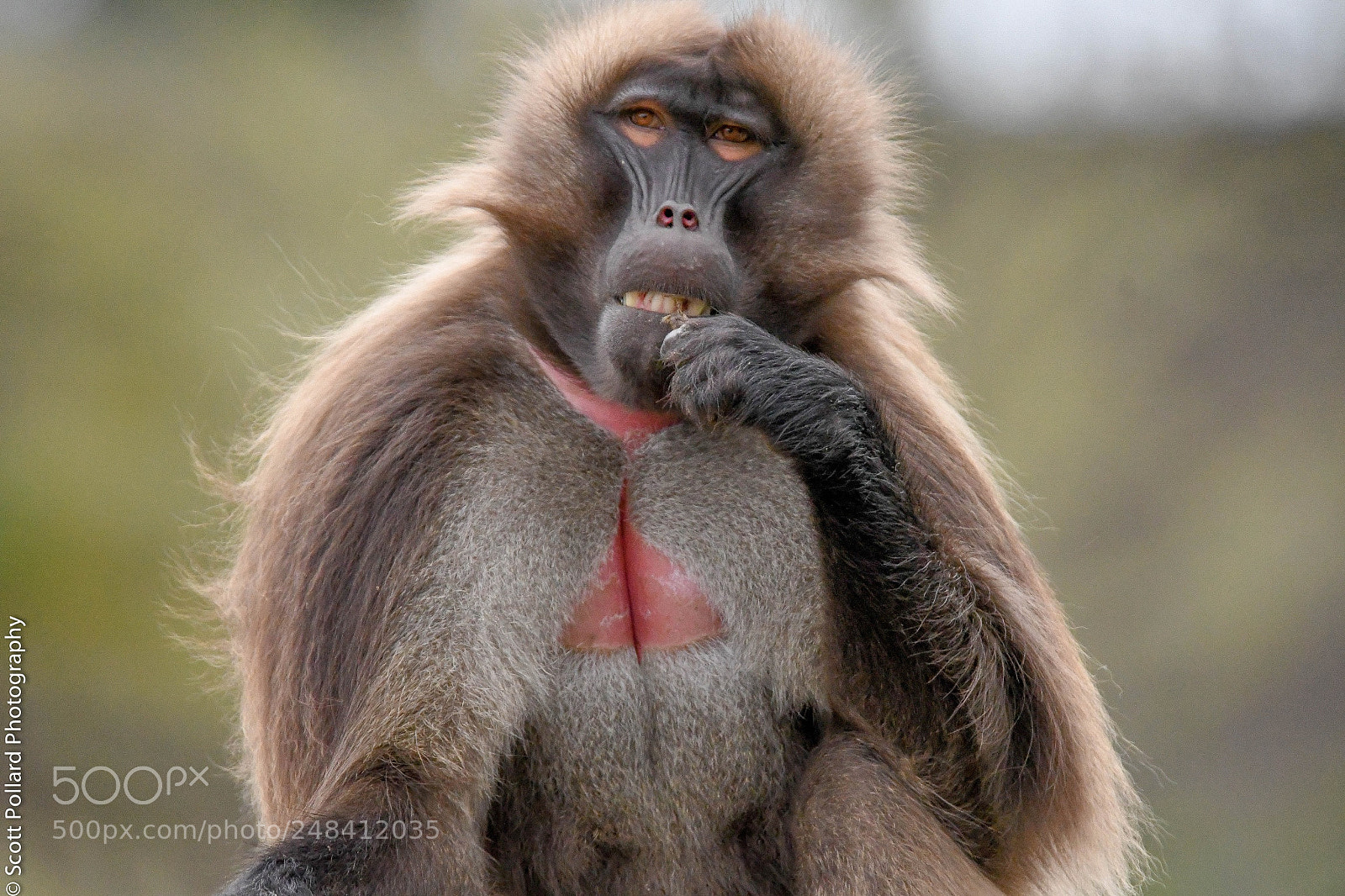 Nikon D500 sample photo. Gelada monkey. photography