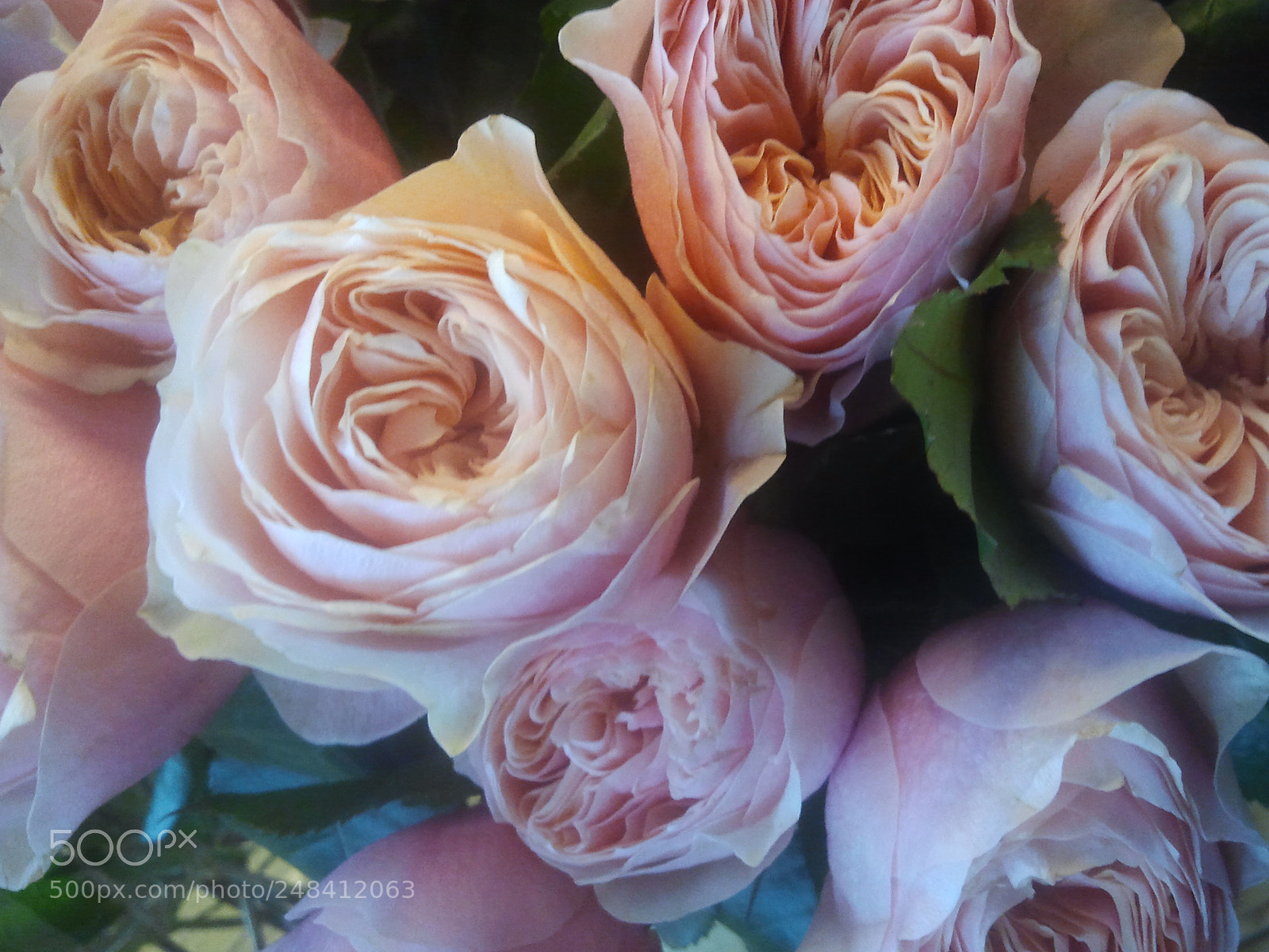 Samsung Galaxy S Plus sample photo. Roses photography