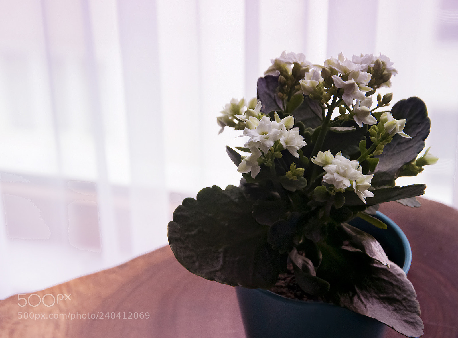 Nikon D3200 sample photo. Kalancho photography
