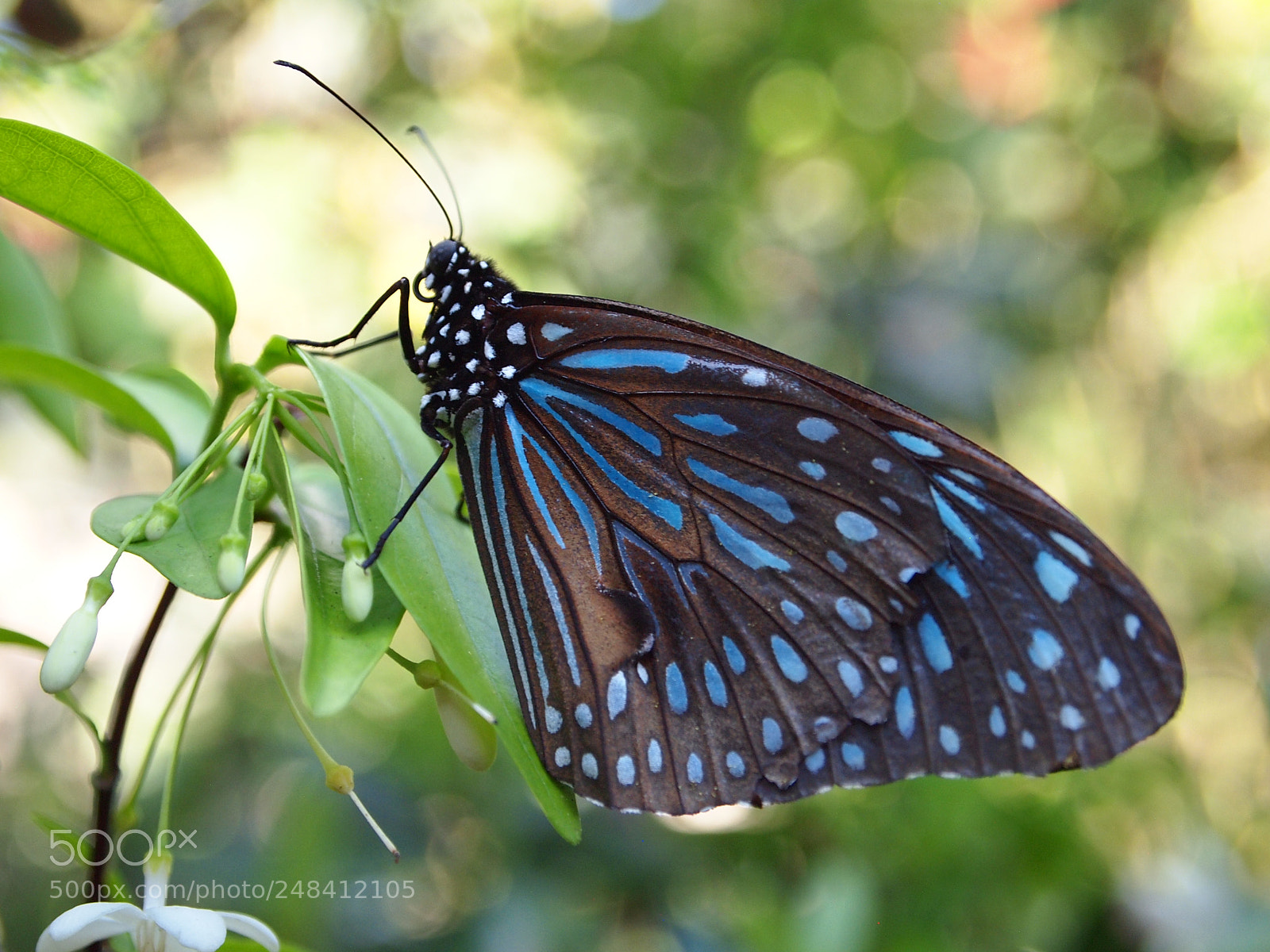Olympus PEN E-PL1 sample photo. Natures photos photography