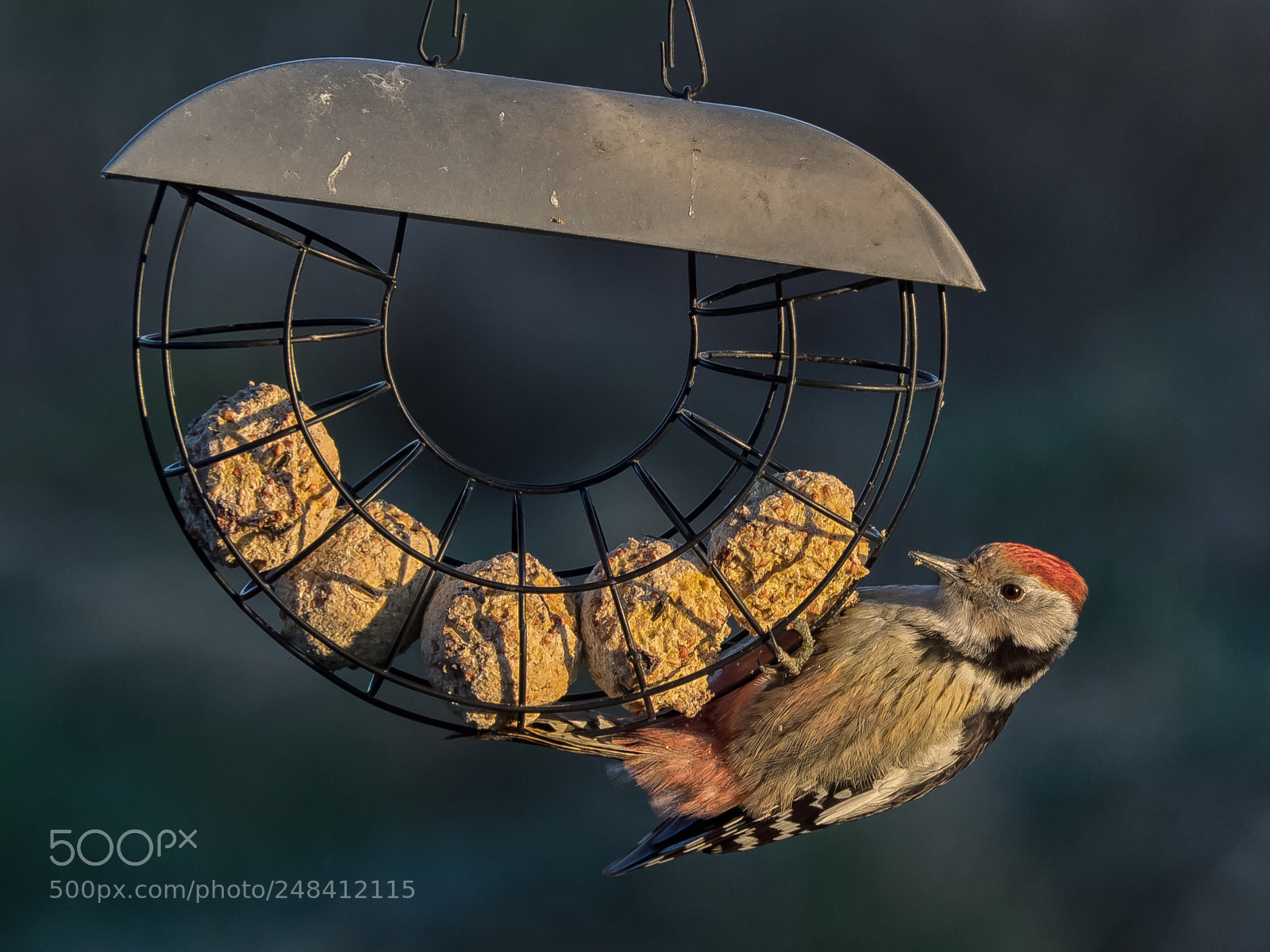 Olympus OM-D E-M1 sample photo. Young woodpecker photography