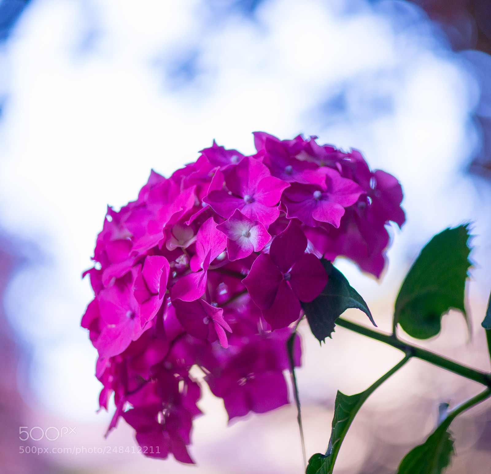 Nikon D800 sample photo. Hydrangea garden flowers photography