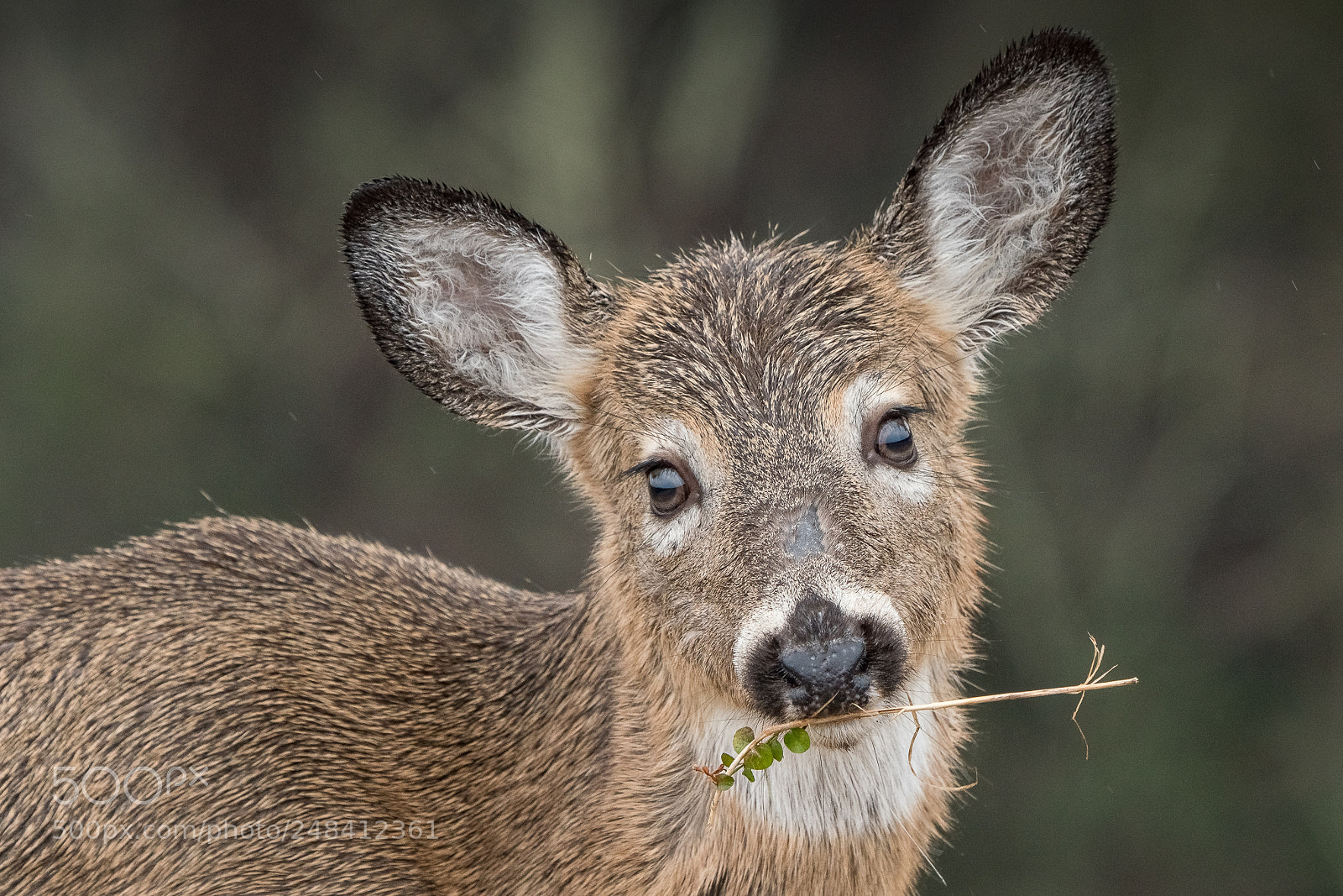 Sony a7R III sample photo. Deer photography