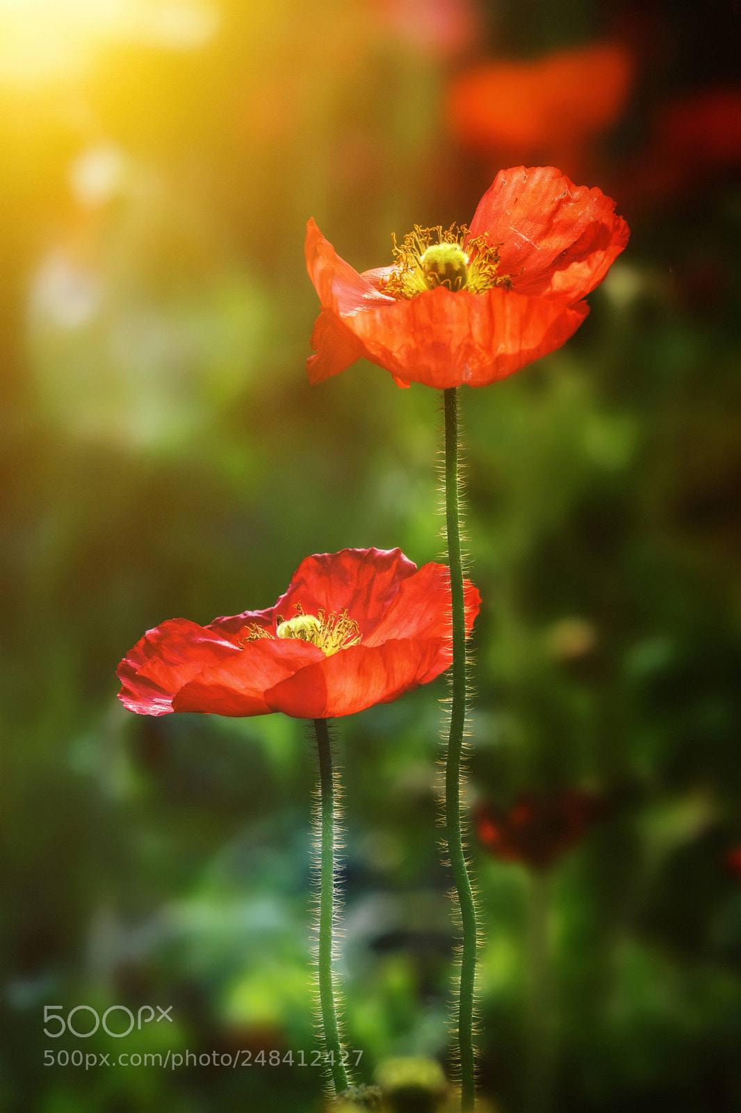 Sony a6300 sample photo. Red poppies photography