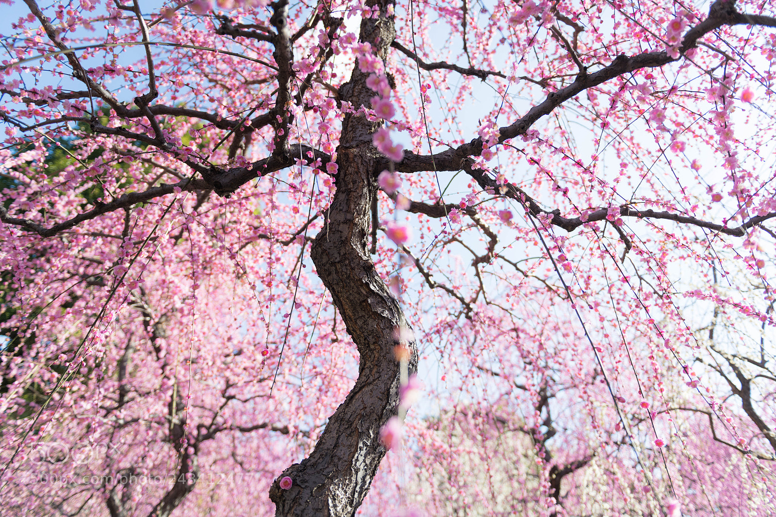 Nikon D850 sample photo. Spring is here photography