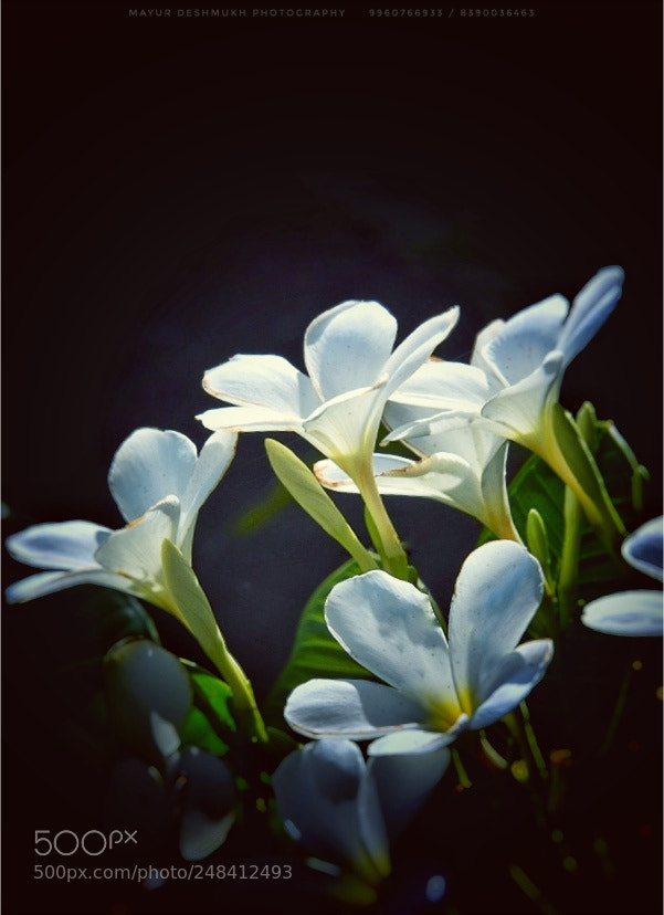 Nikon D5500 sample photo. Untitled photography