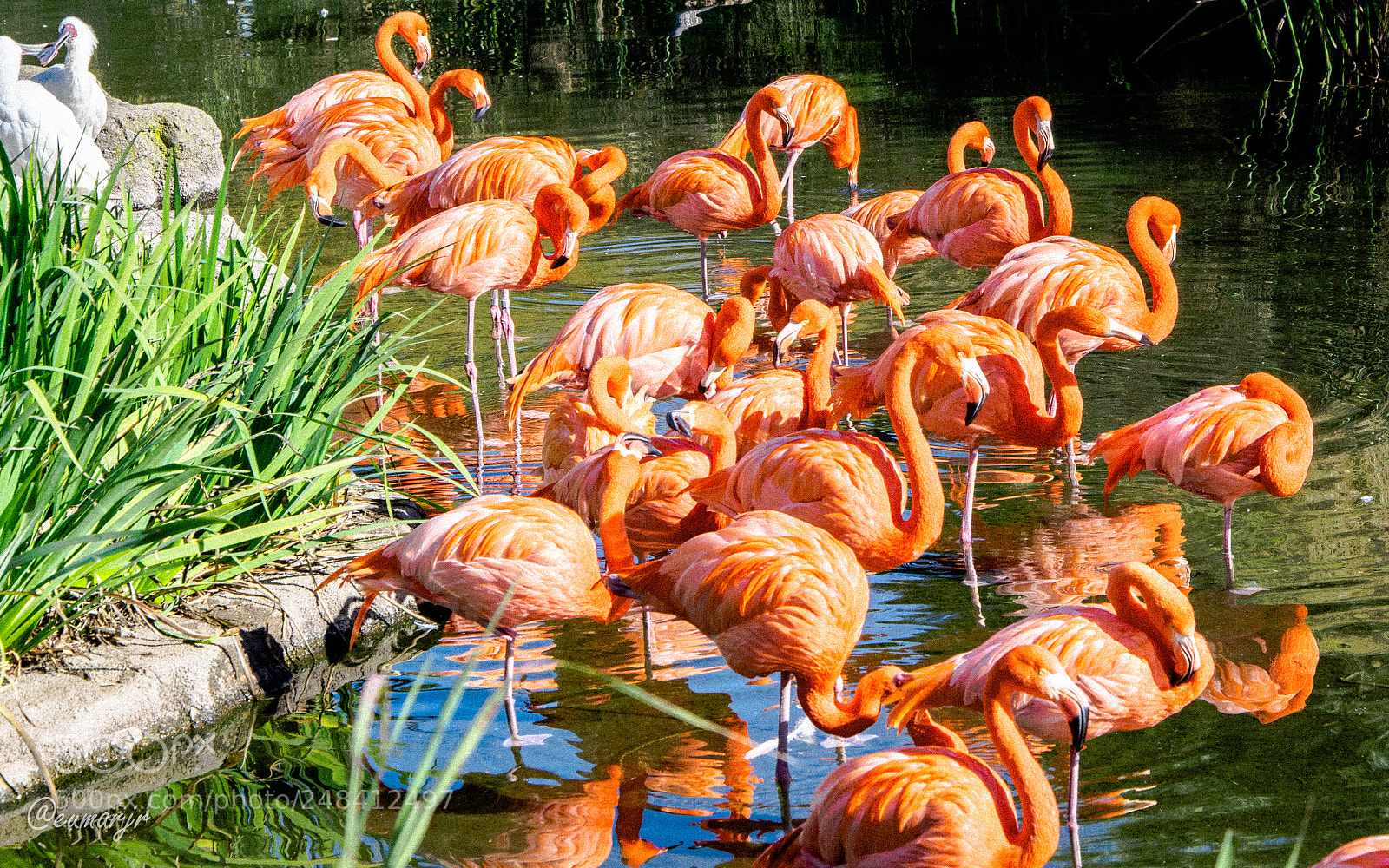 Nikon D5300 sample photo. Flamingos photography