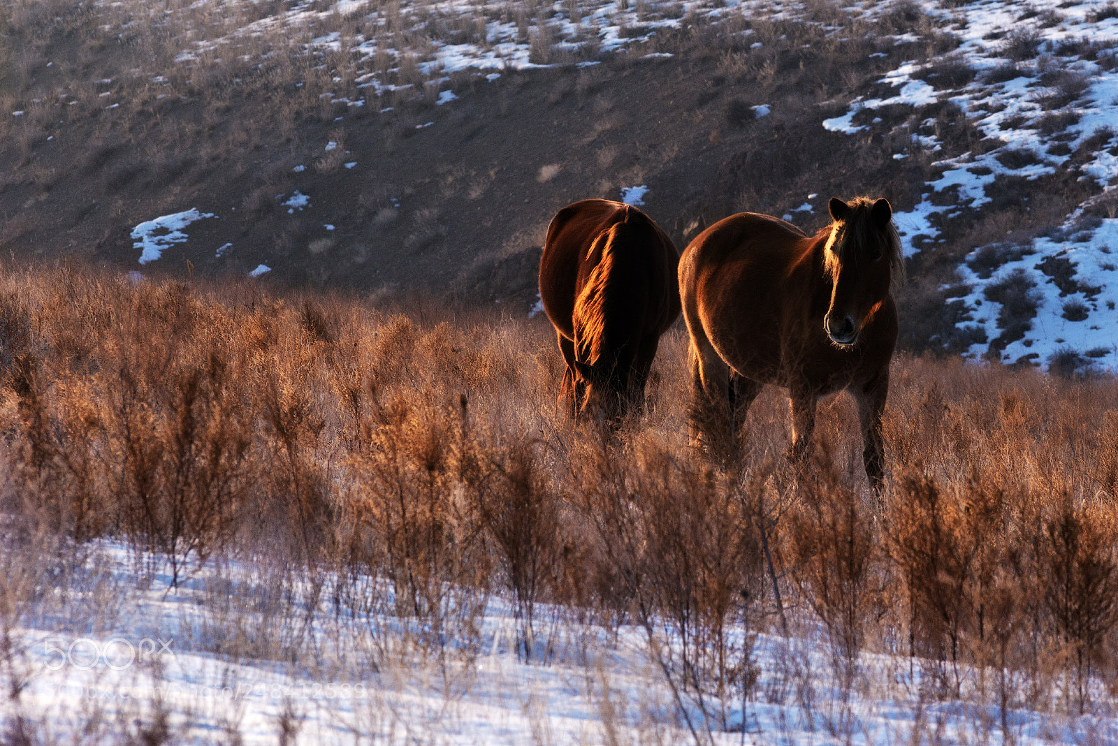 Nikon D610 sample photo. Огонь и Бархат photography