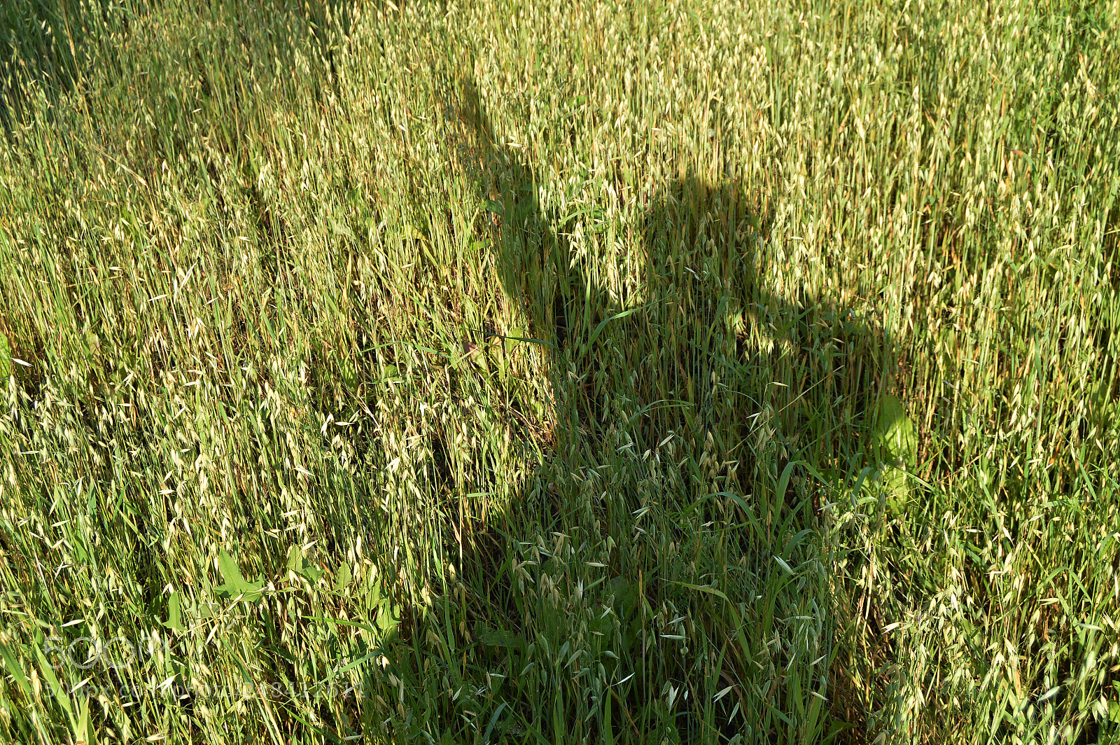 Nikon D3200 sample photo. Silhouette of a man photography