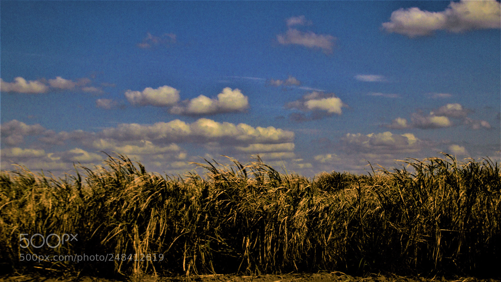 Canon EOS 7D sample photo. Sugarcane field photography