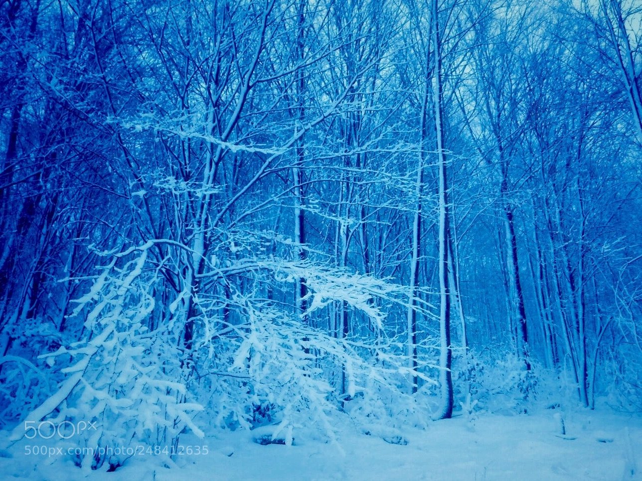Nikon Coolpix B500 sample photo. March snow photography