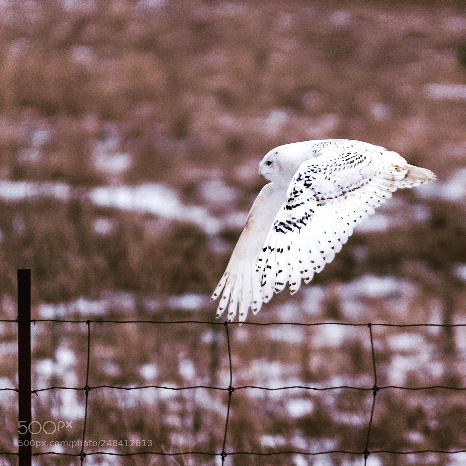 Nikon D500 sample photo. Snowy owl in flight photography