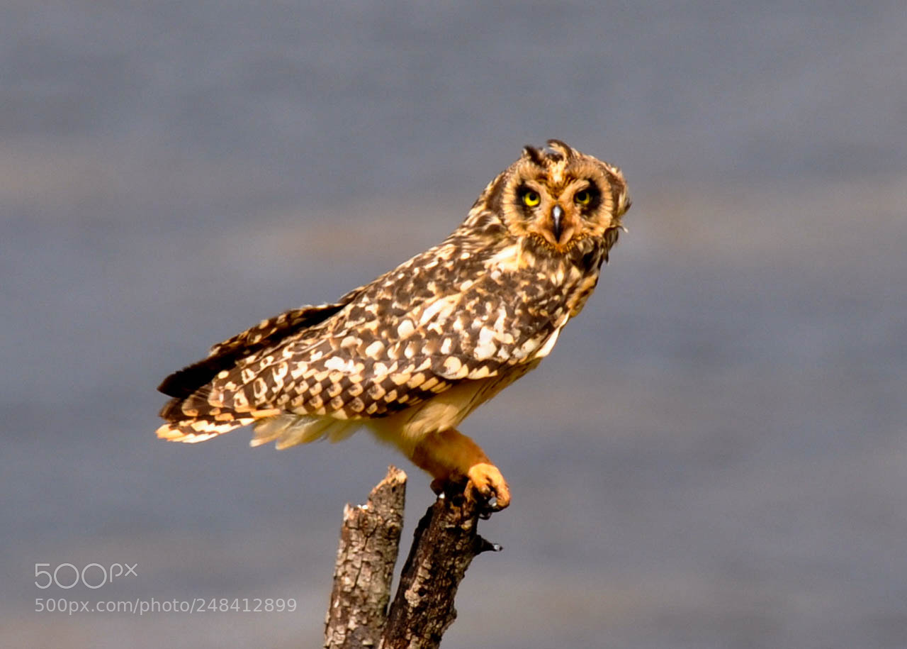 Nikon D5000 sample photo. Mocho-dos-banhados (asio flammeus) photography