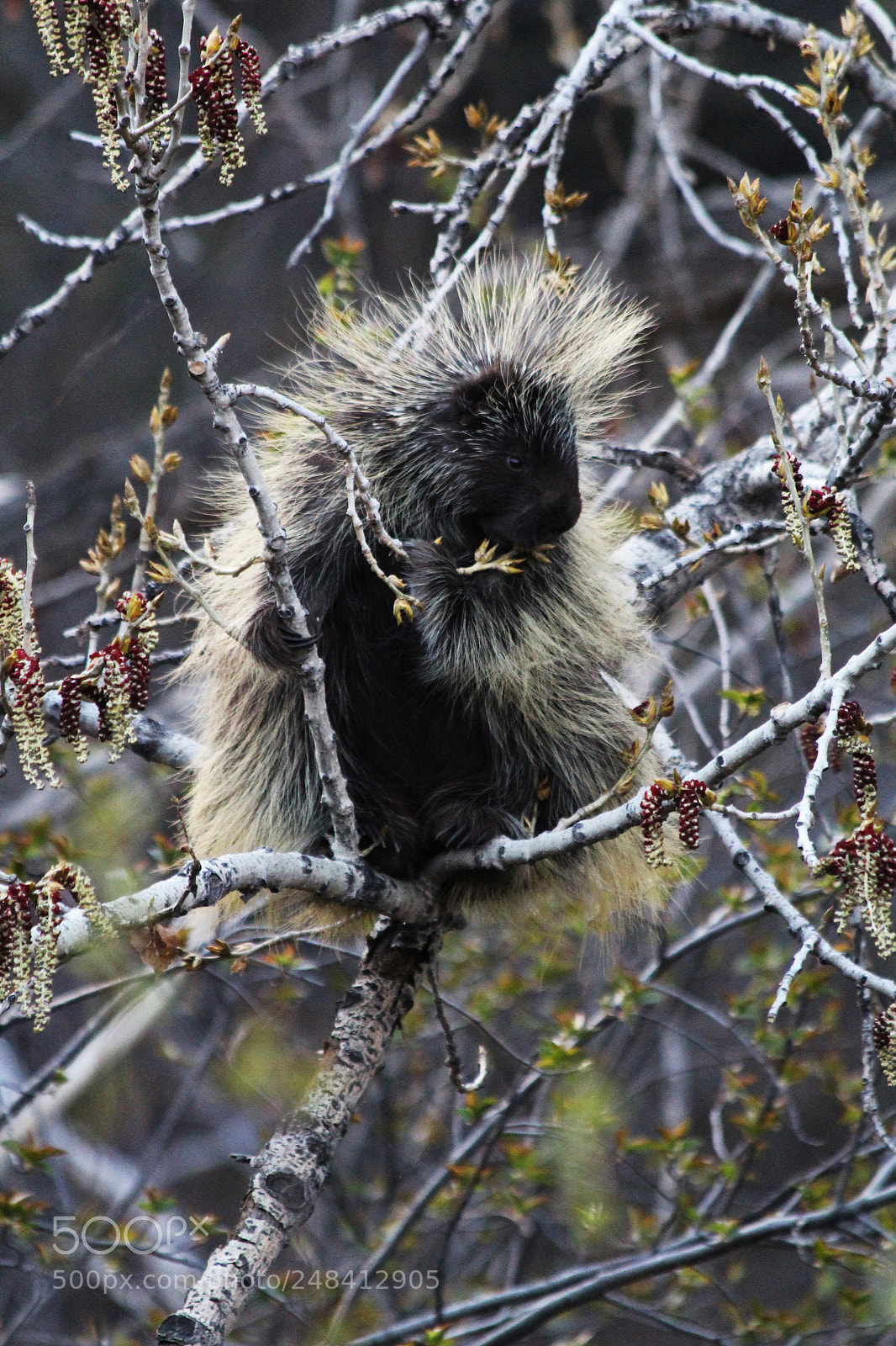 Canon EOS 1200D (EOS Rebel T5 / EOS Kiss X70 / EOS Hi) sample photo. Fresh eats photography