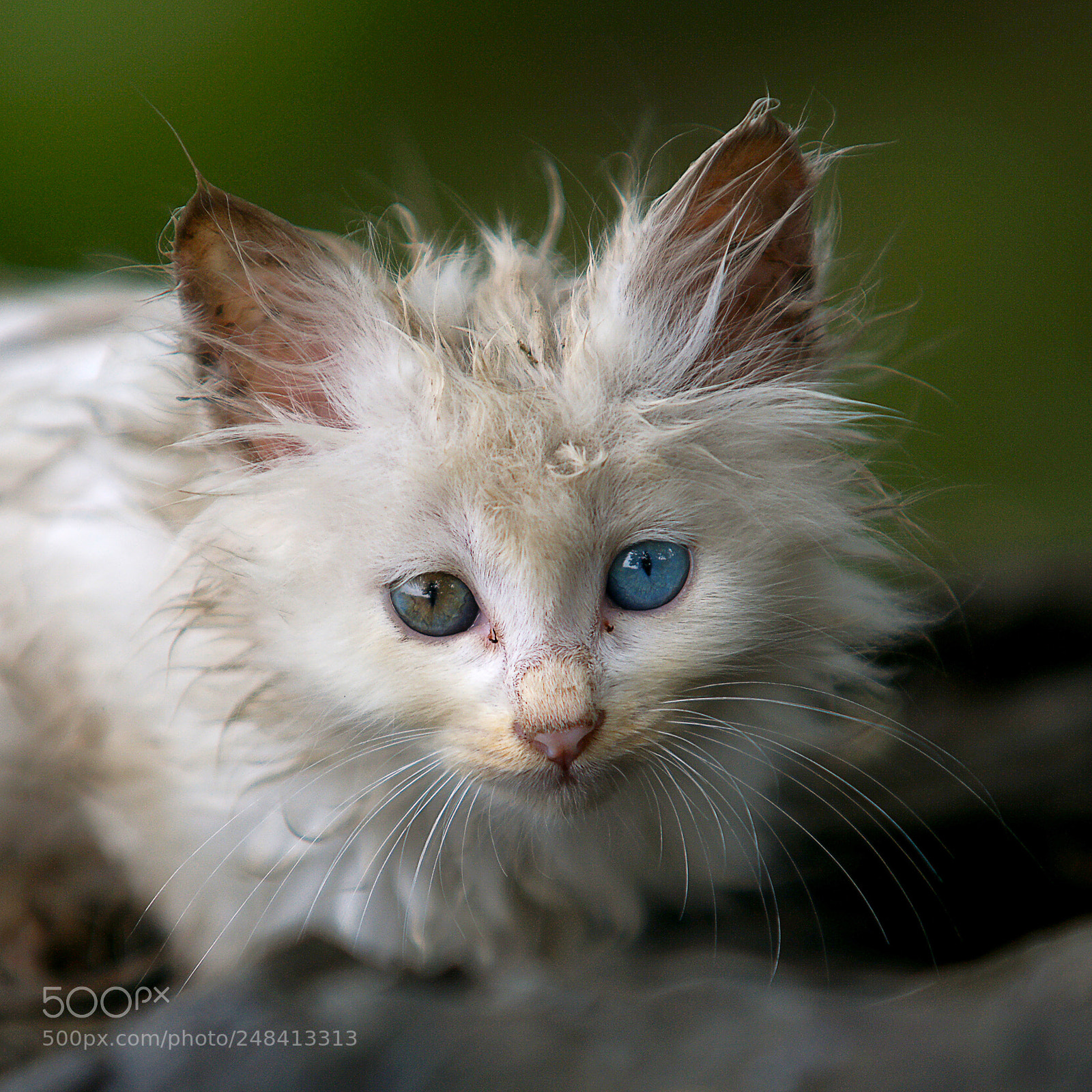 Sony Alpha DSLR-A900 sample photo. 小小波斯猫 photography