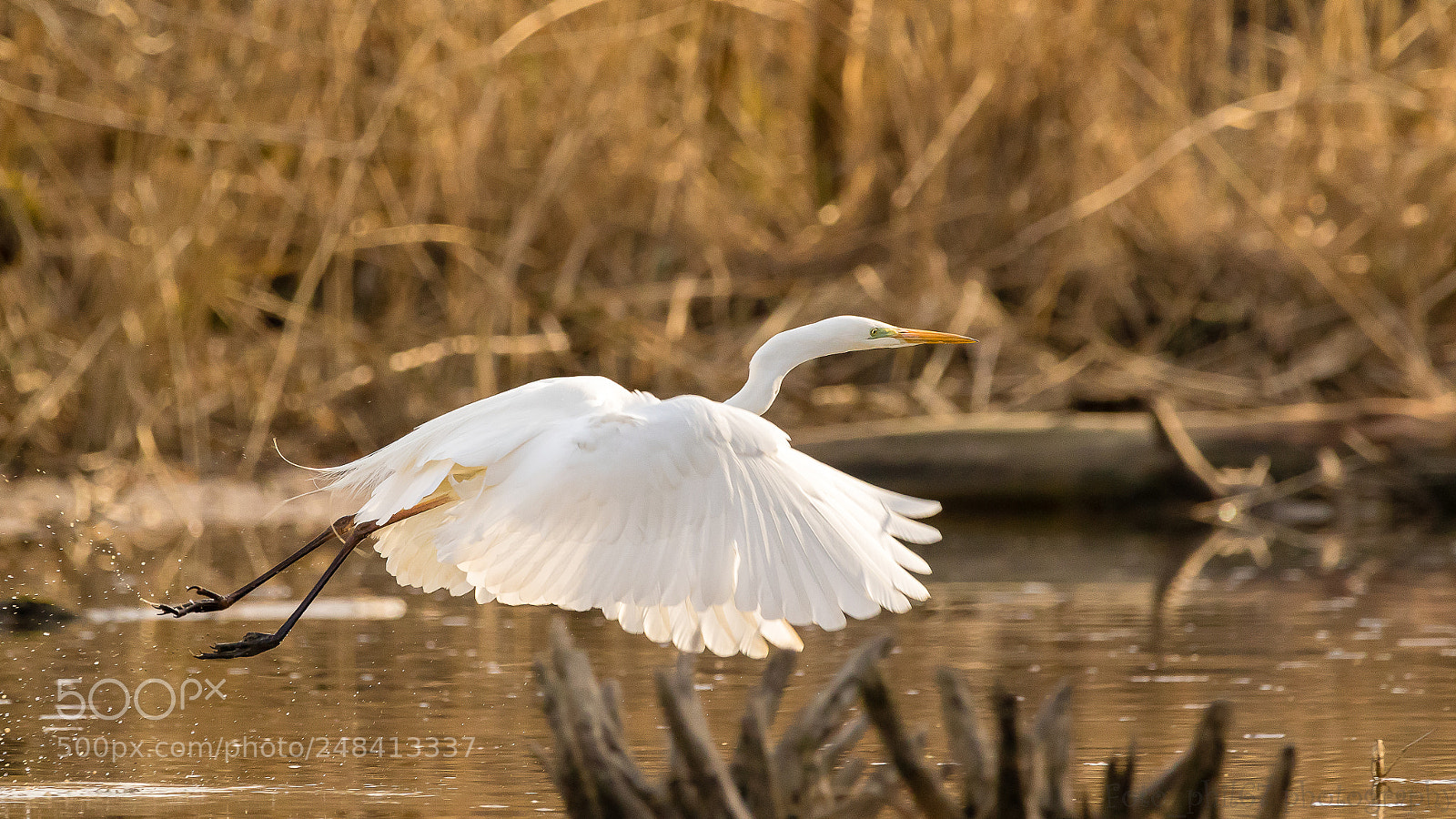 Canon EOS 7D Mark II sample photo. Grande aigrette photography