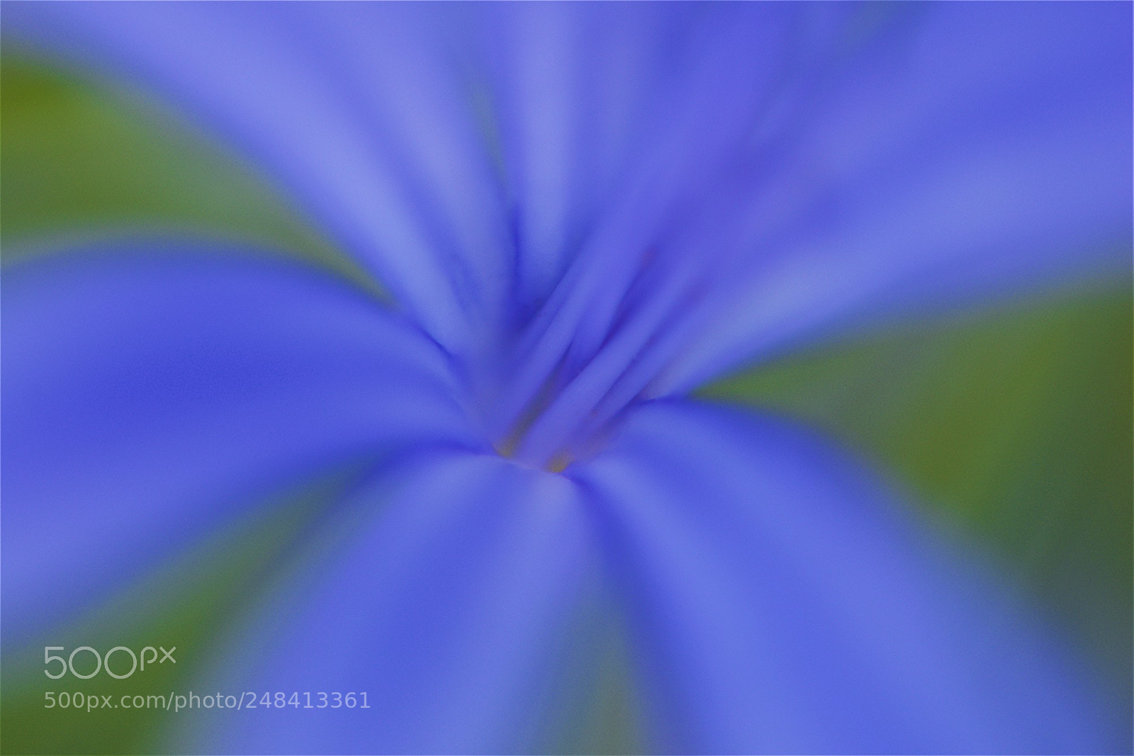 Nikon D600 sample photo. Floral freshness photography