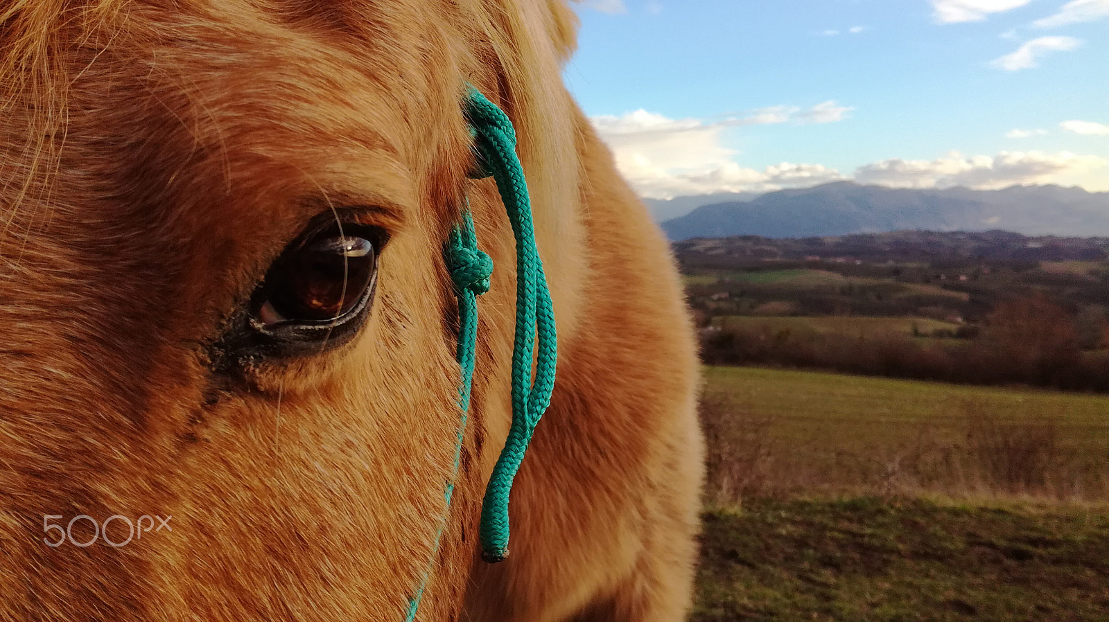HUAWEI Honor 5C sample photo. Friendship photography