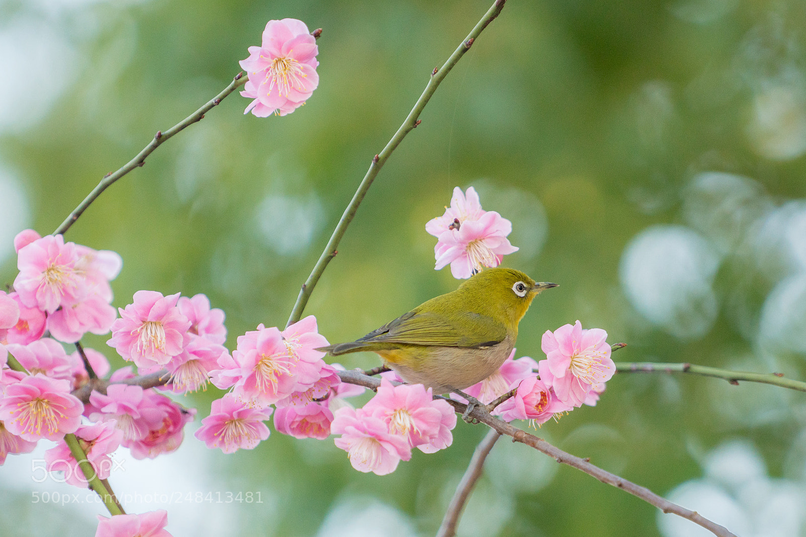 Sony a7R III sample photo. ウメジロー photography