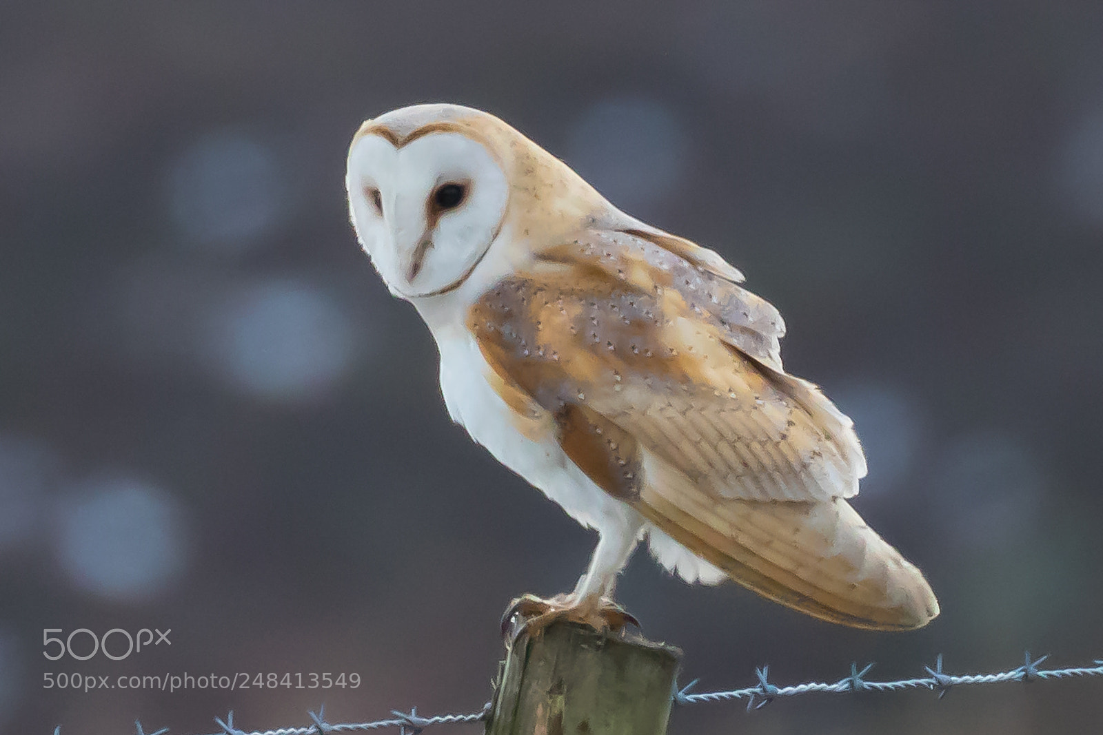 Canon EOS 7D Mark II sample photo. Resting barn owl photography
