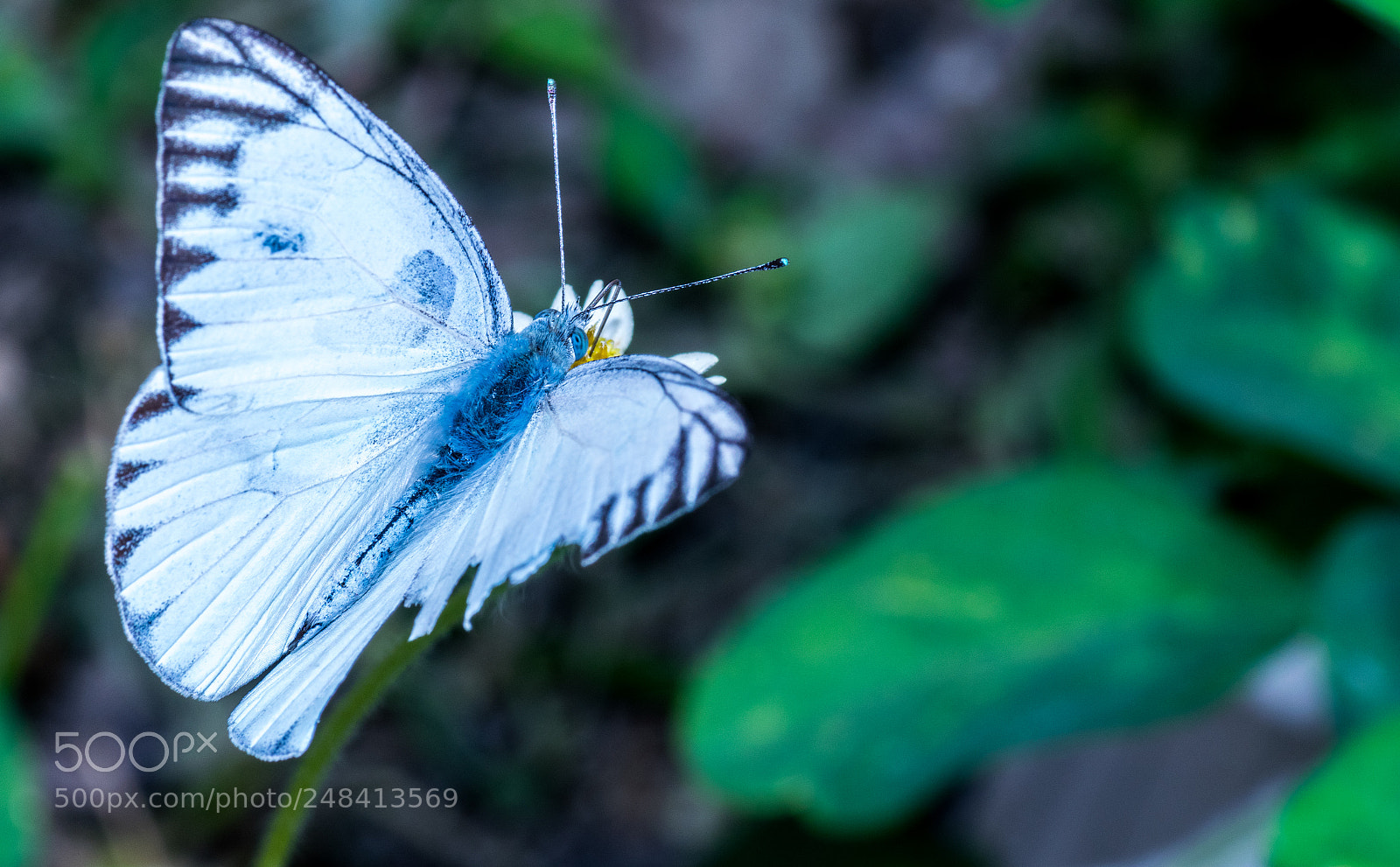 Nikon D5300 sample photo. Blue butterfly photography