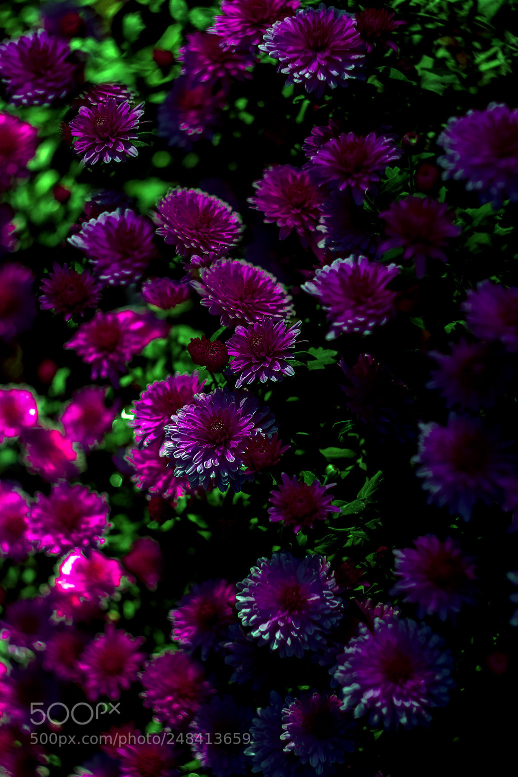 Canon EOS 600D (Rebel EOS T3i / EOS Kiss X5) sample photo. .... photography