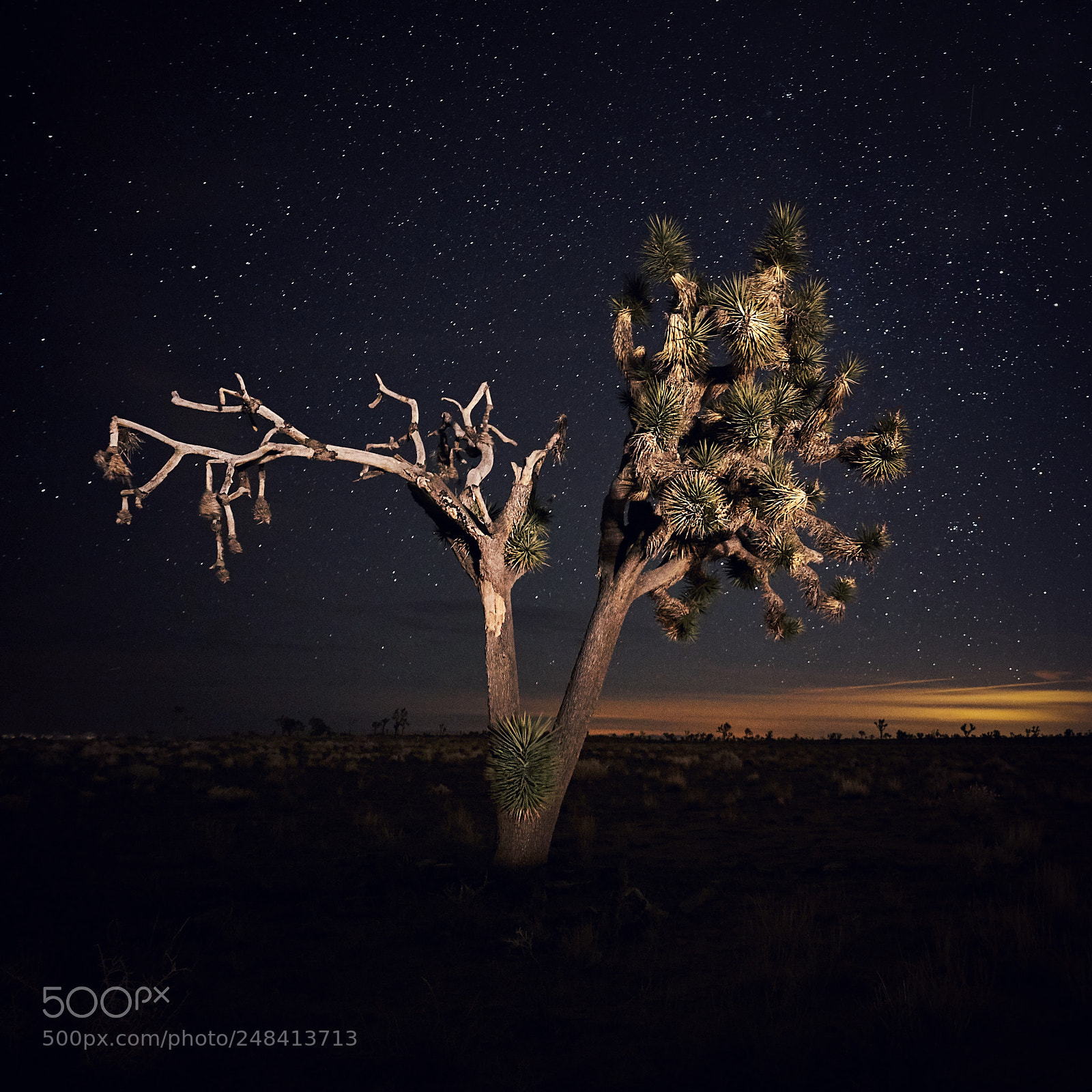 Sony a7R sample photo. Joshua tree photography