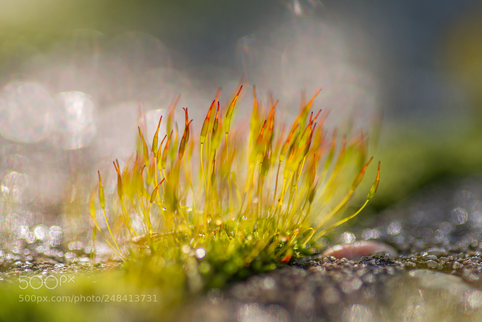 Nikon D600 sample photo. Moss photography
