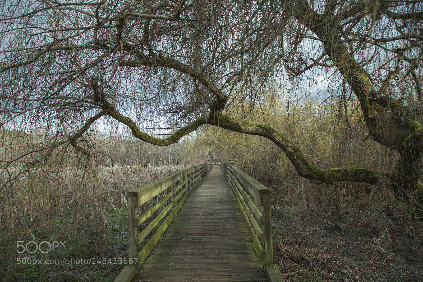 Canon EOS 6D Mark II sample photo. Camino photography